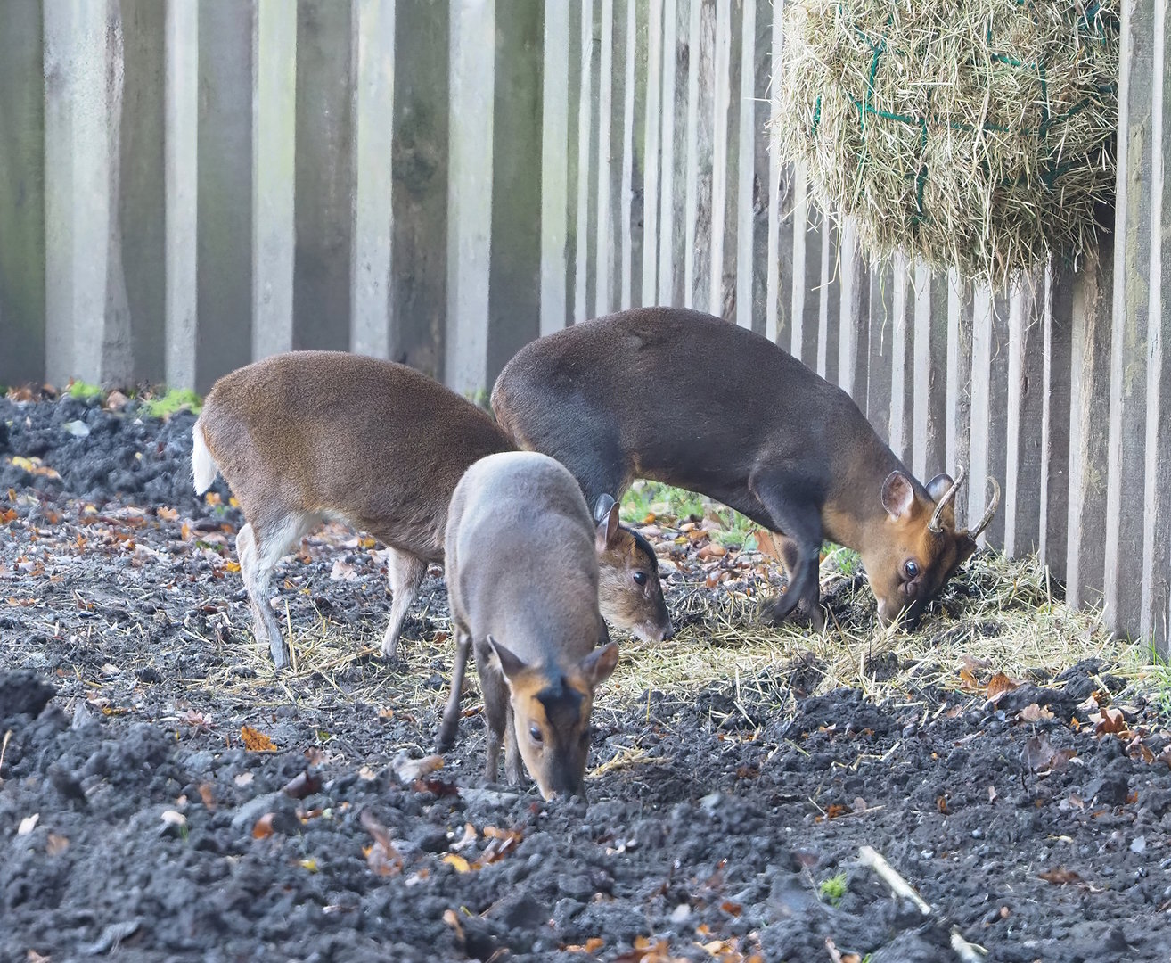 Reeves's muntjacs (Muntiacus reevesi), 2022-11-12