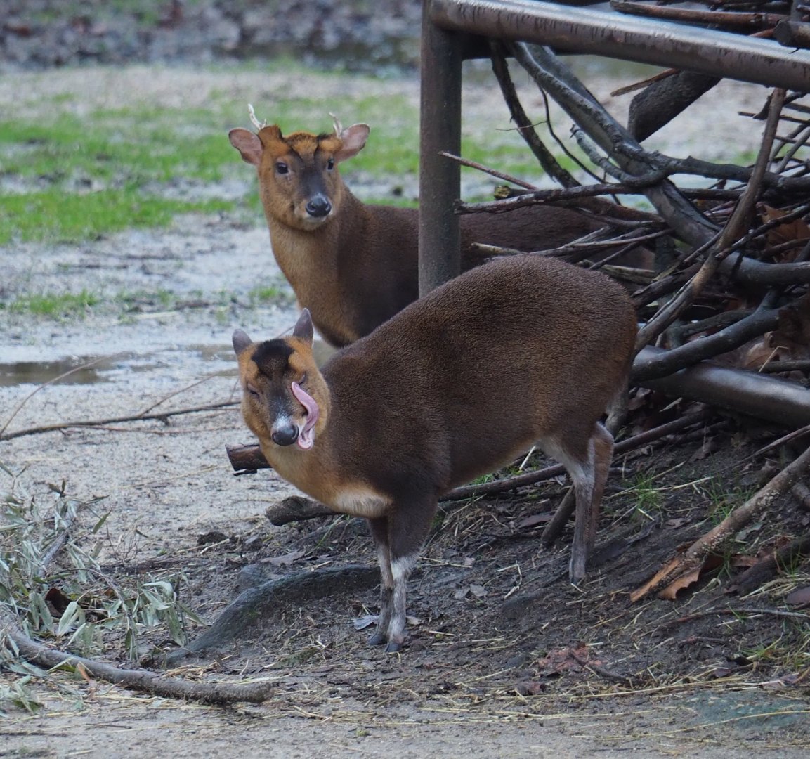 Reeves's muntjacs (Muntiacus reevesi), 2024-01-01