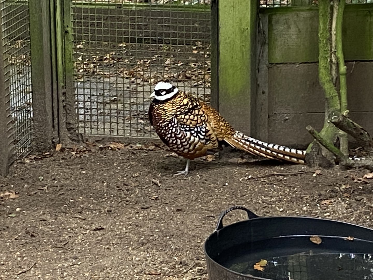 Reeves's pheasant 061121