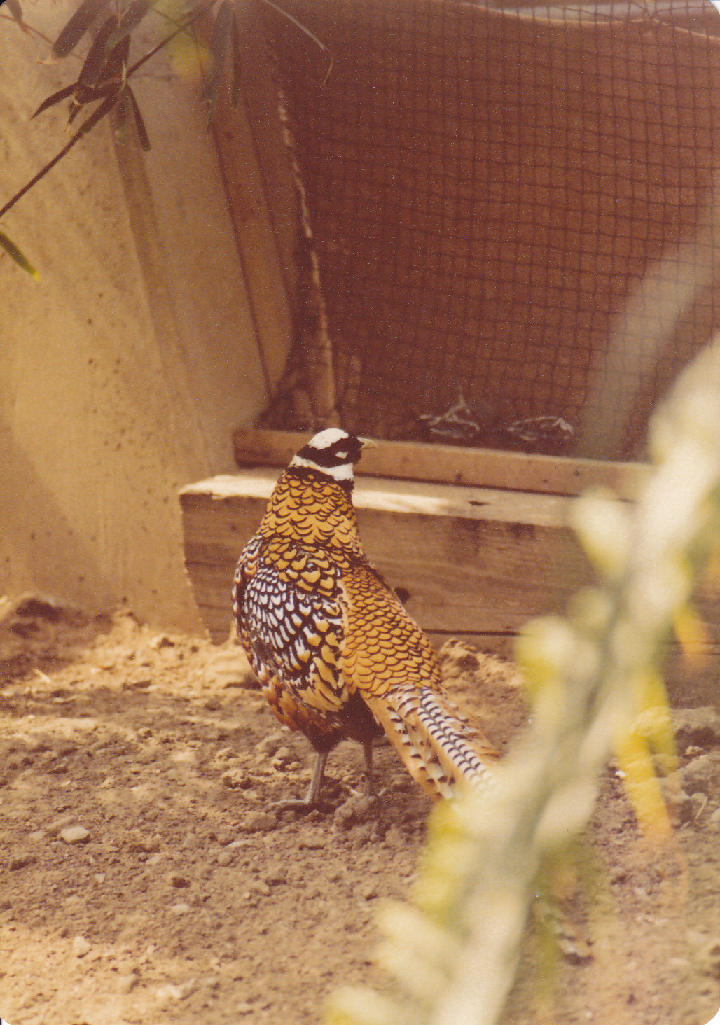 Reeves's pheasant 1980