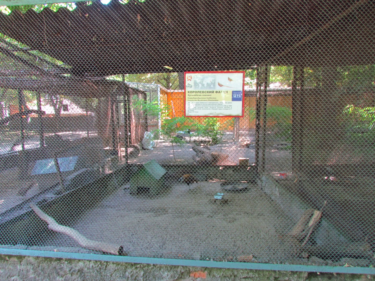 Reeves's pheasant exhibit