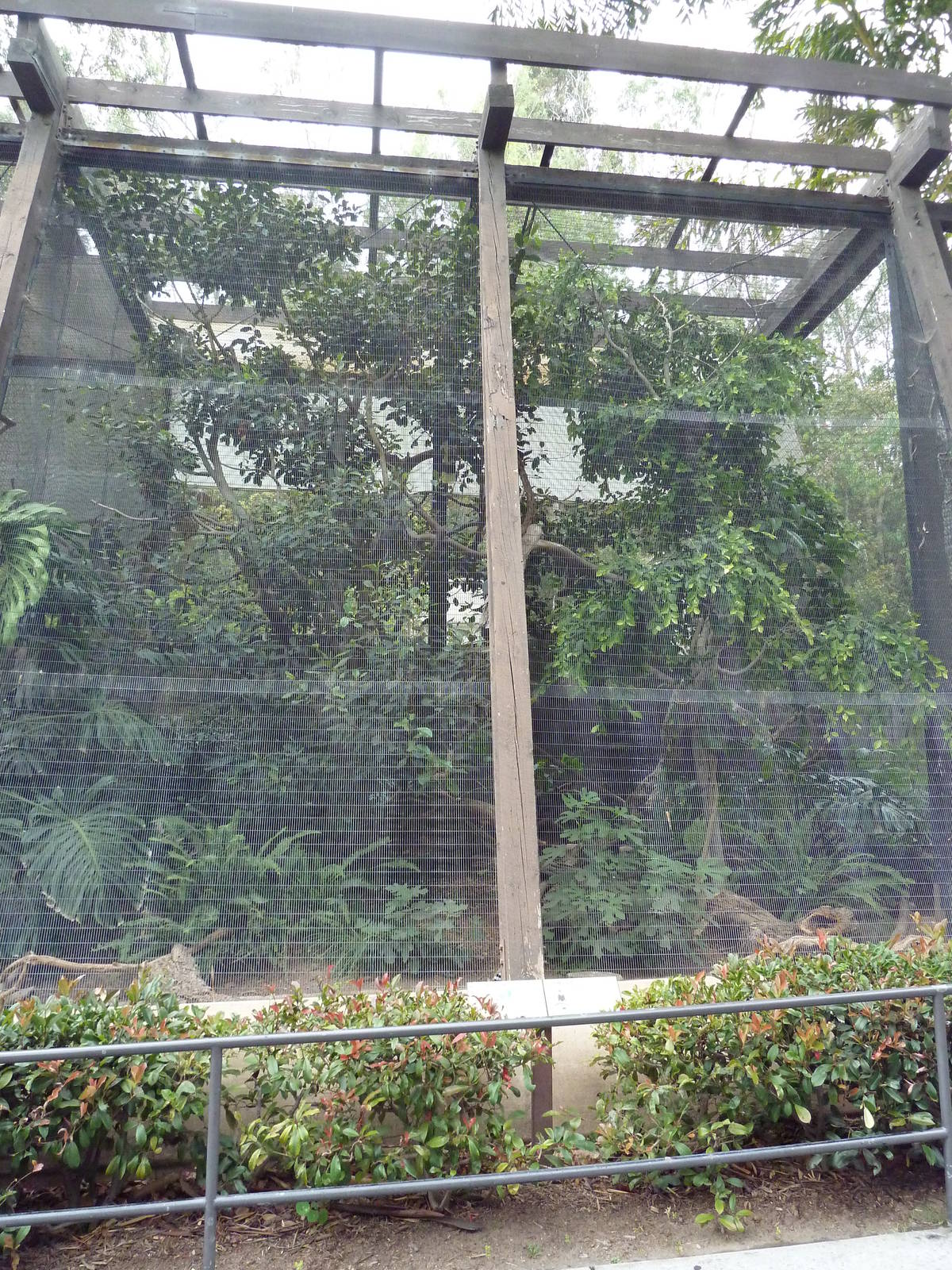 Reeves's Pheasant/Great Hornbill Exhibit