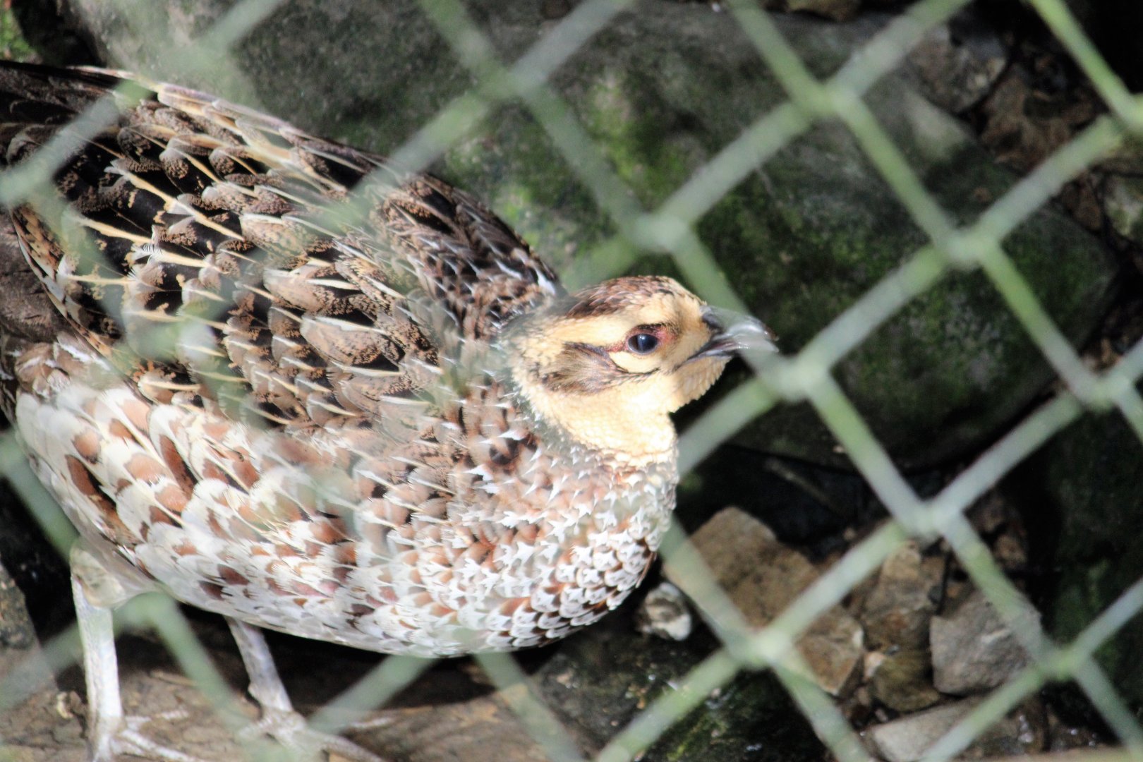 Reeves's Pheasant hen