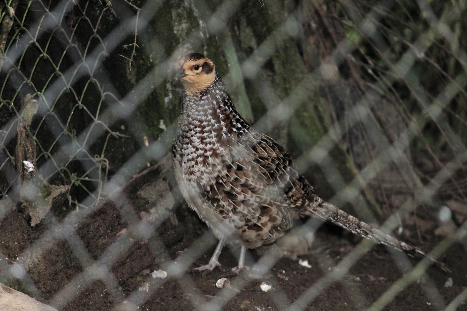 Reeves's Pheasant hen