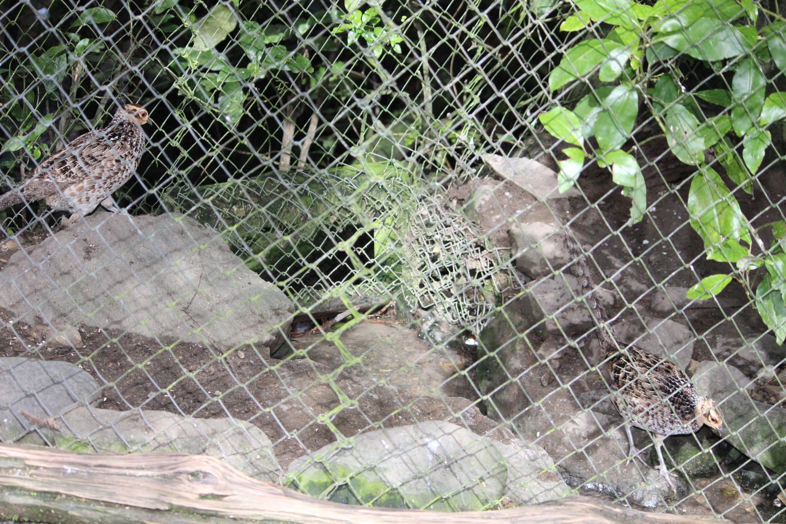 Reeves's Pheasant hens