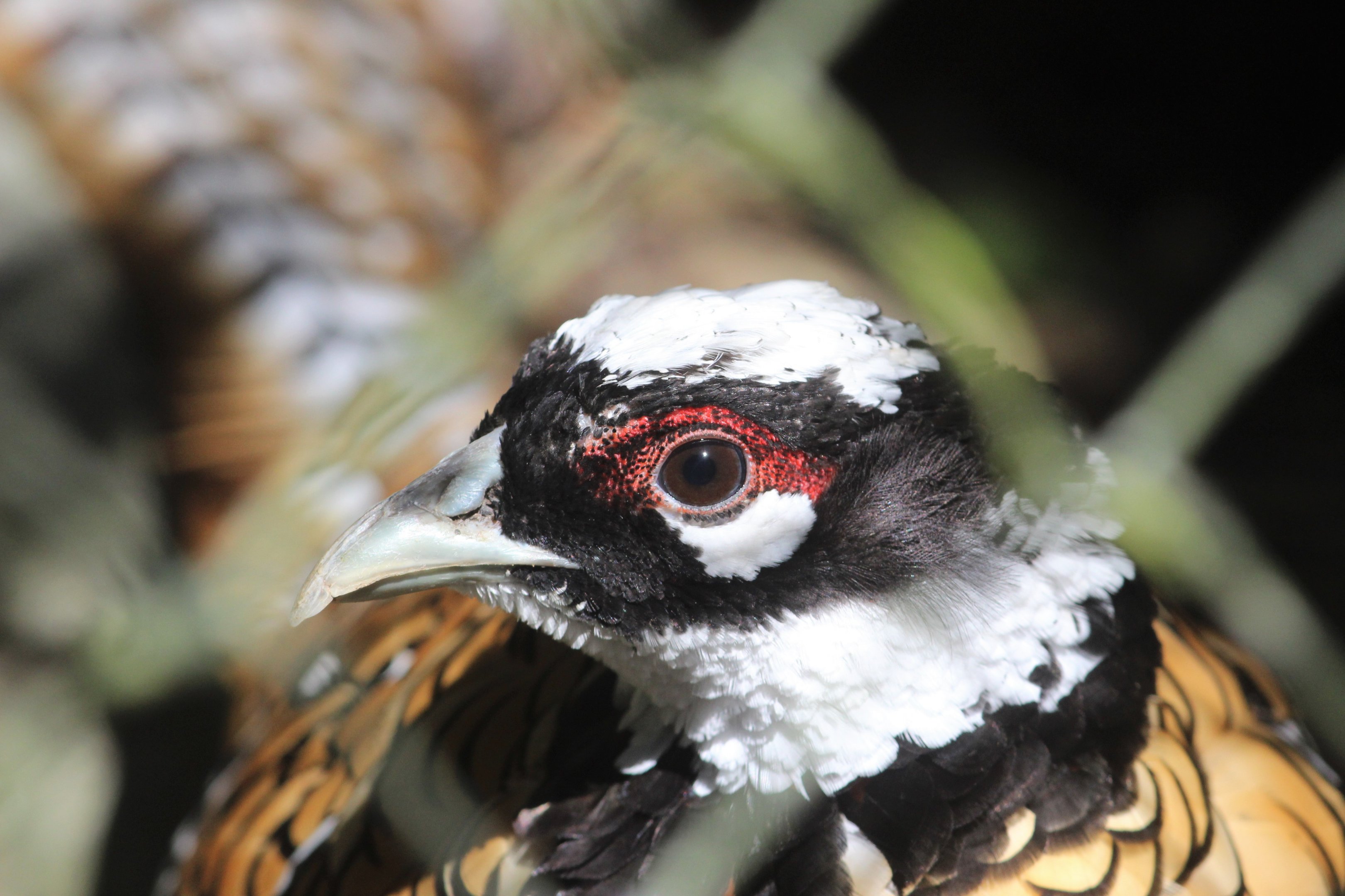 Reeves's Pheasant male
