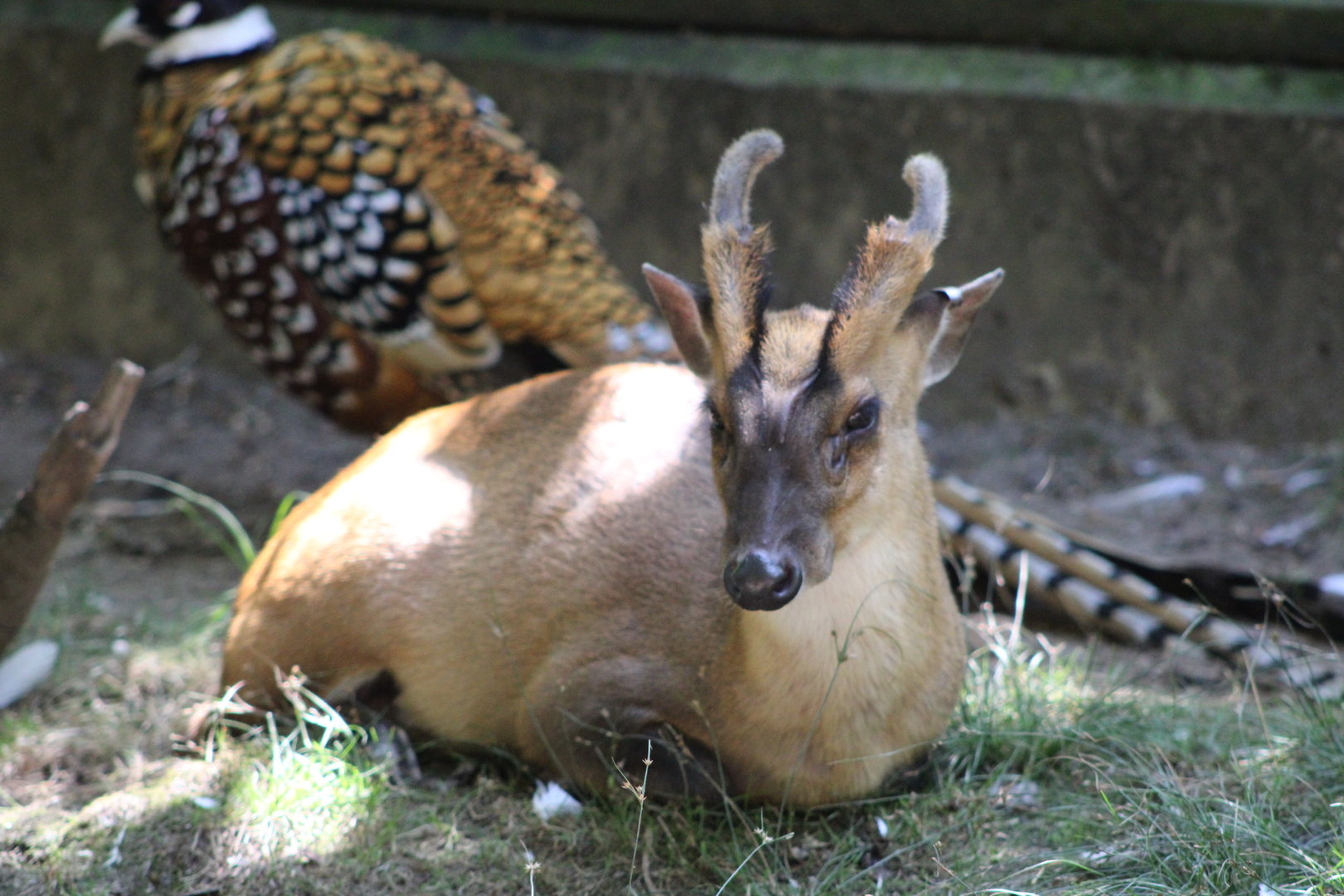 Reeves’s Pheasant (S. reevesii) and Reeves’s Muntjac (M. reevesi)