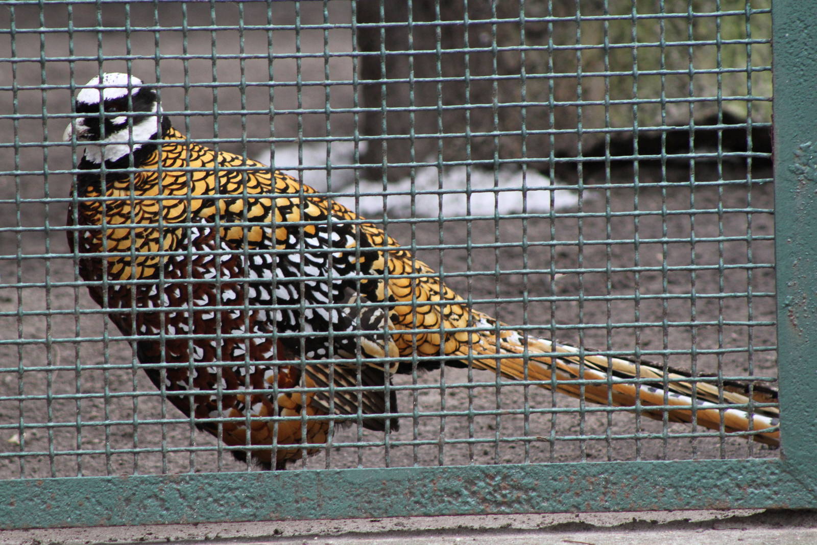 Reeves's Pheasant (Syrmaticus reevesii) 1-0