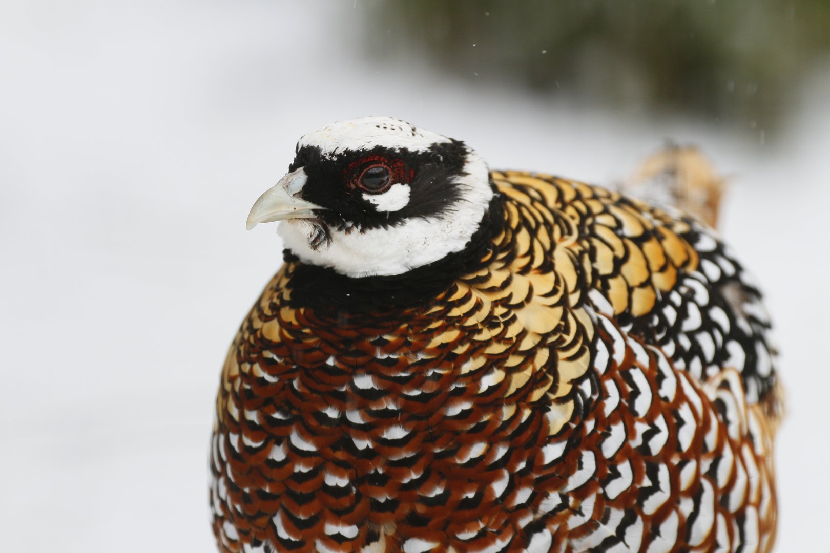 Reeves's pheasant (Syrmaticus reevesii)