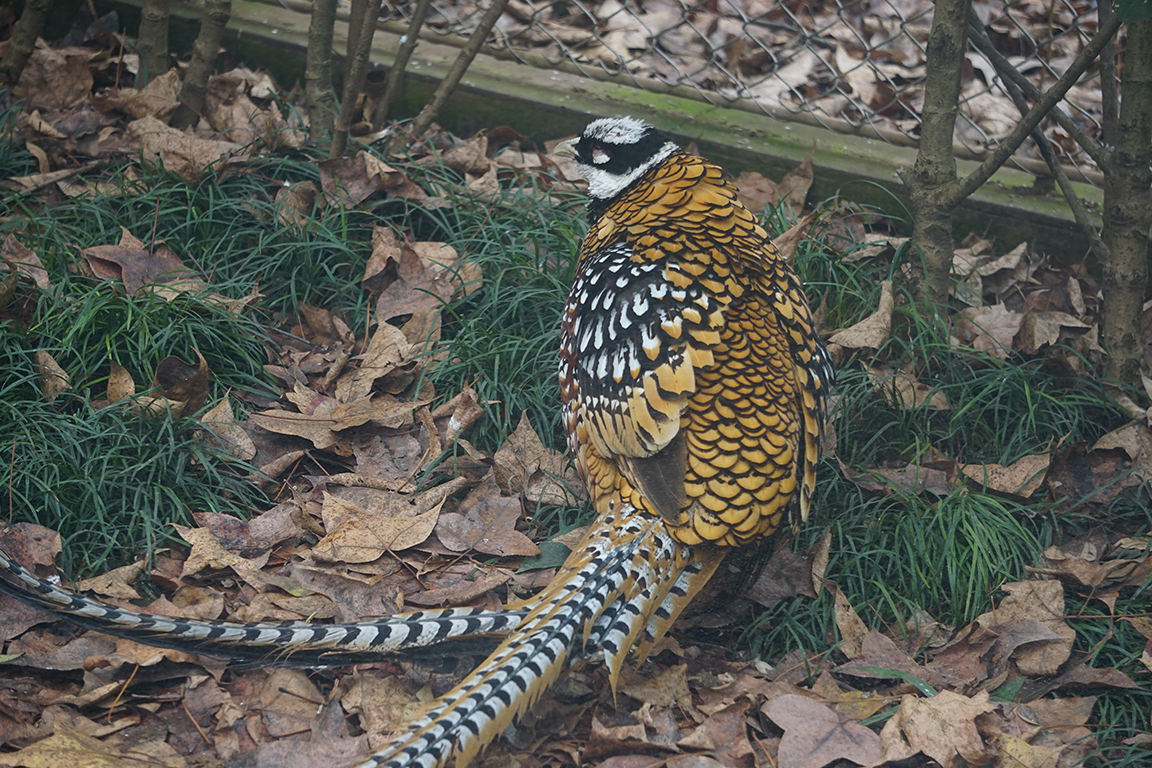 Reeves's pheasant (Syrmaticus reevesii)