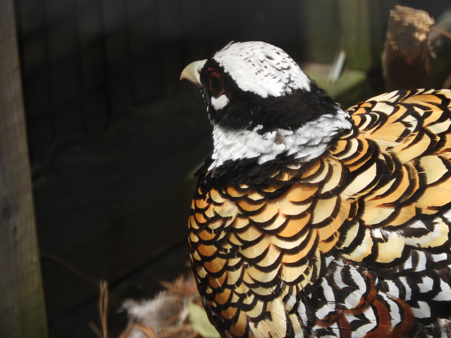 Reeves's Pheasant (Syrmaticus reevesii)