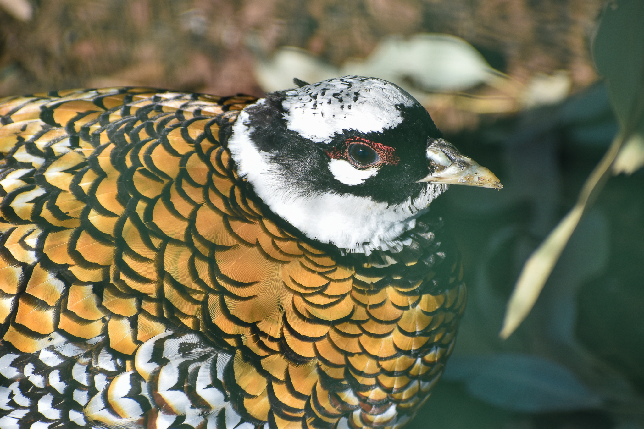 Reeves's Pheasant (Syrmaticus reevesii)