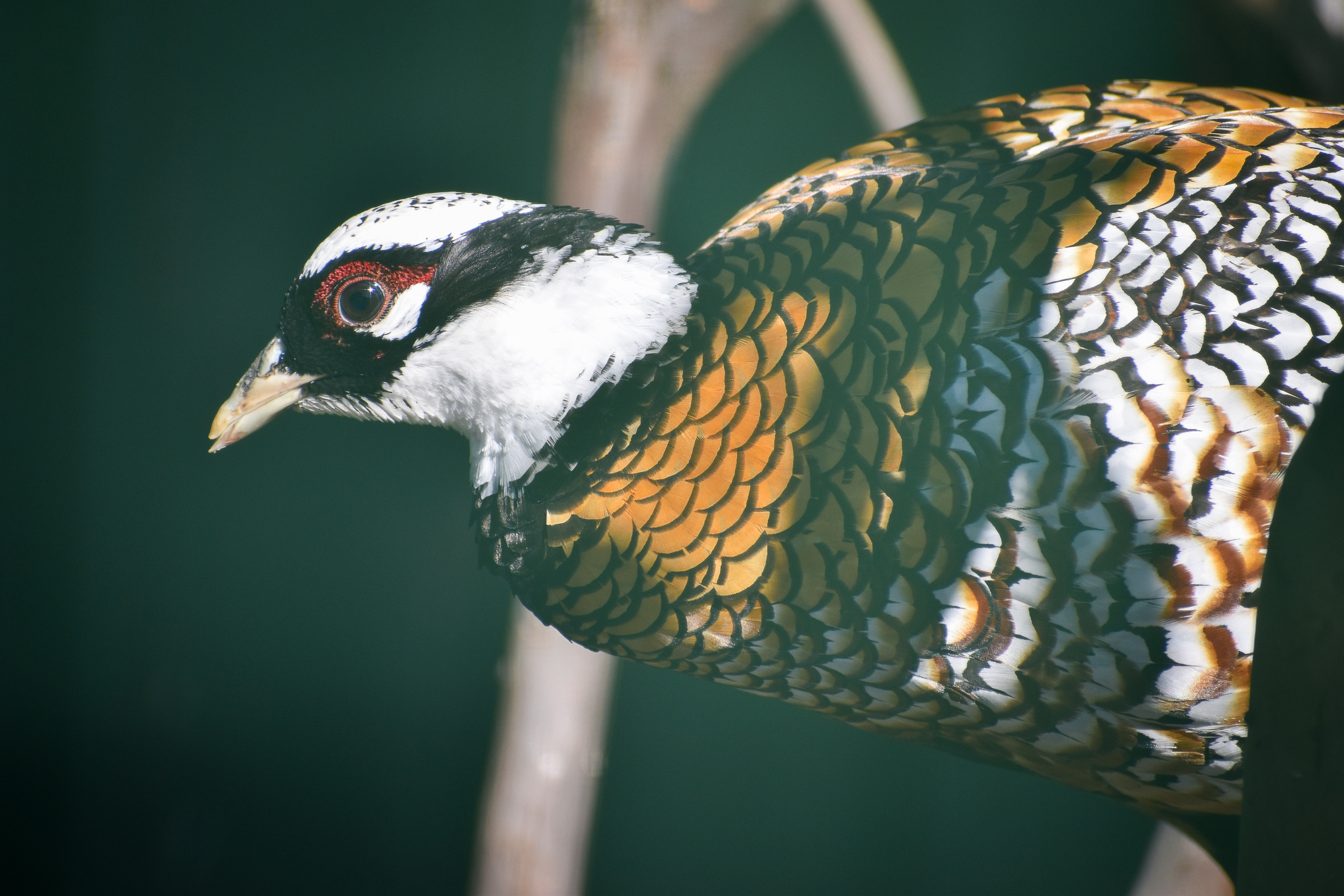 Reeves's Pheasant (Syrmaticus reevesii)