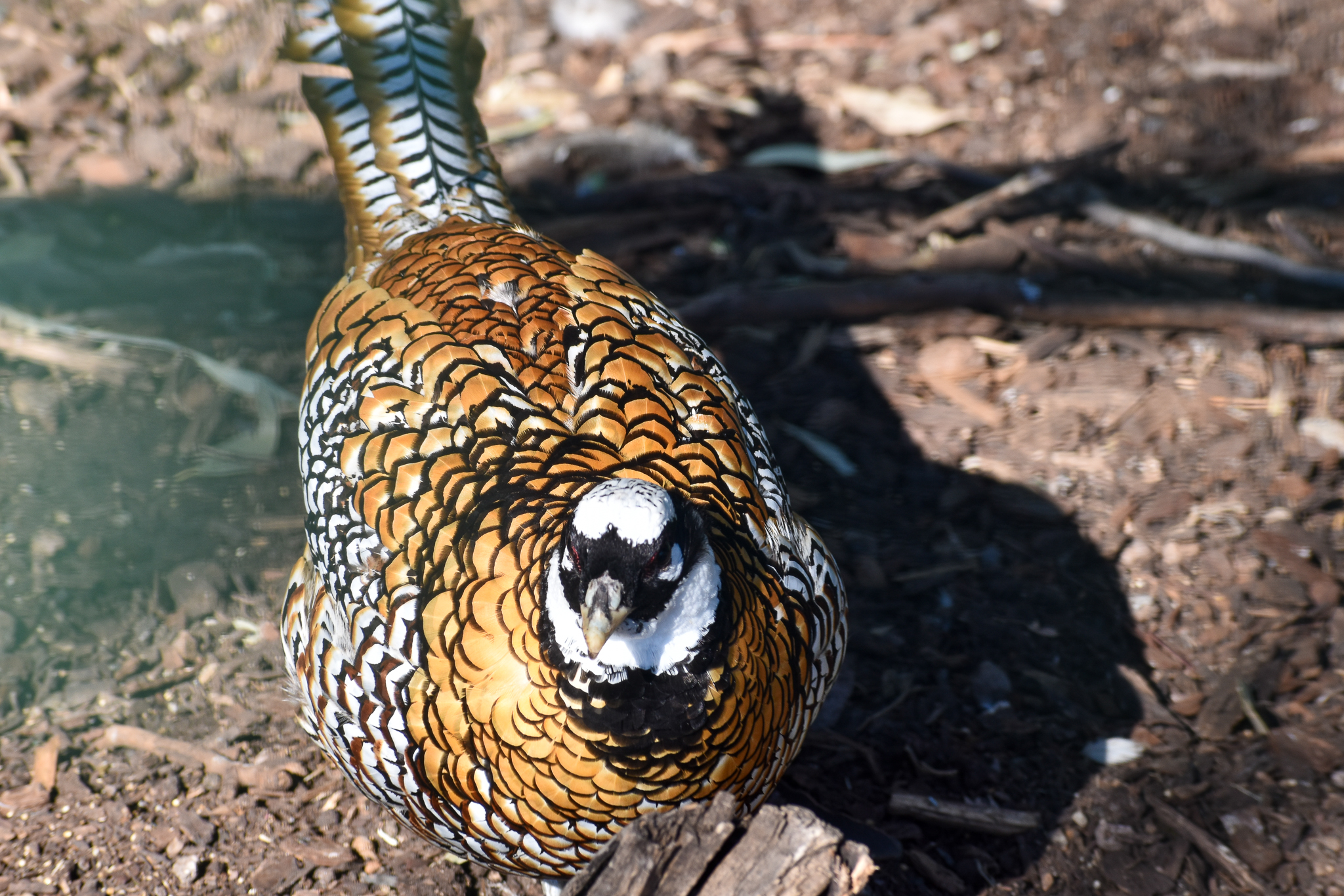 Reeves's Pheasant (Syrmaticus reevesii)