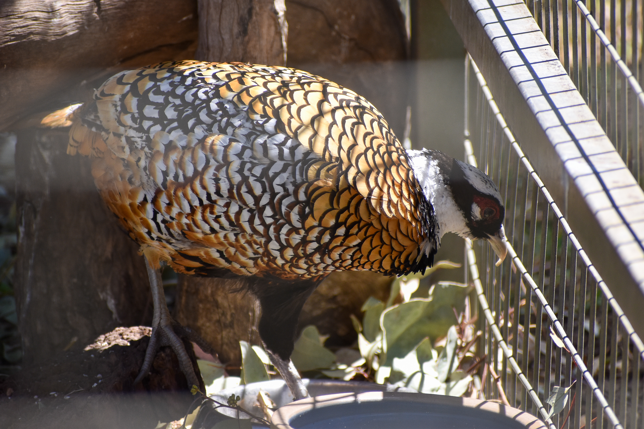 Reeves's Pheasant (Syrmaticus reevesii)