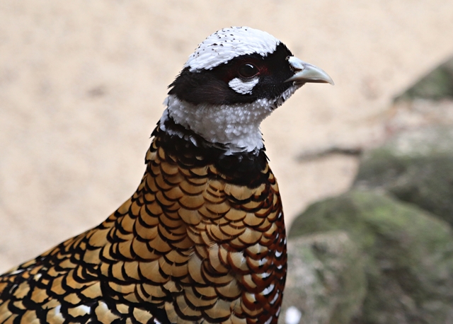 Reeves's pheasant (Syrmaticus reevesii)