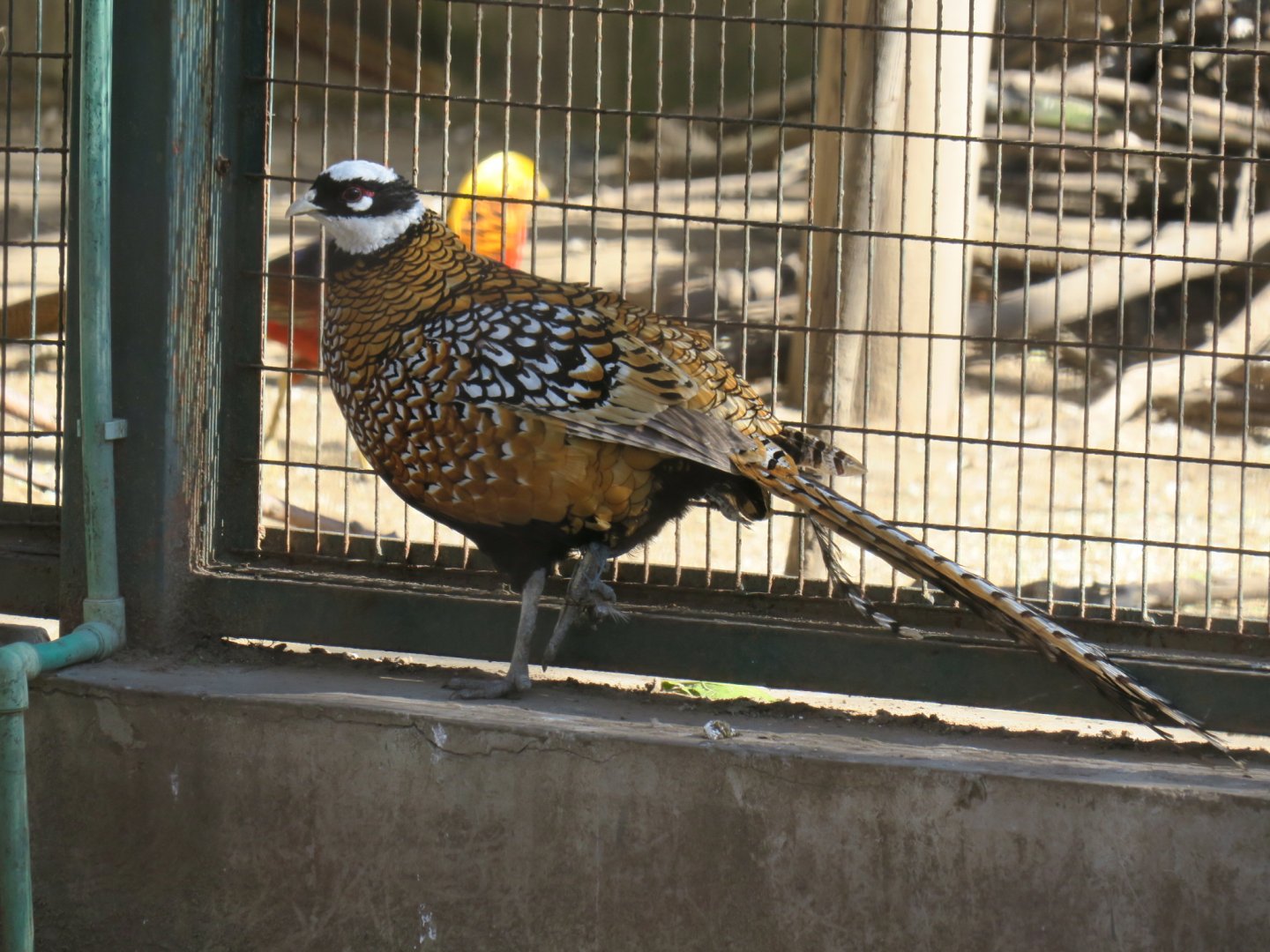 Reeves's pheasant