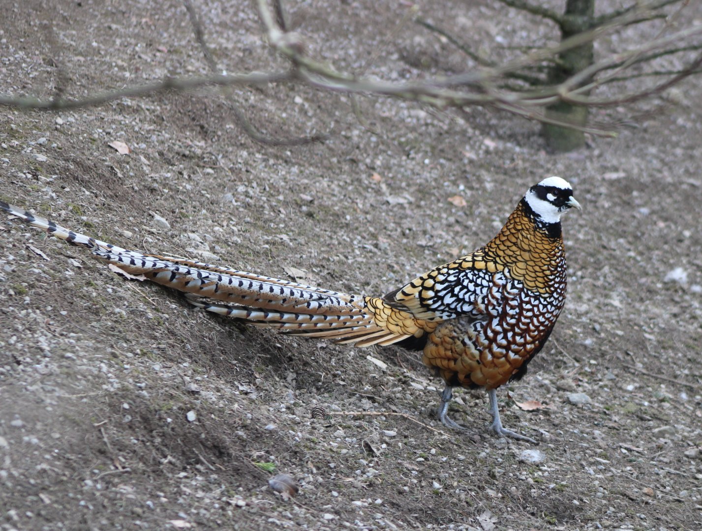 Reeves's pheasant