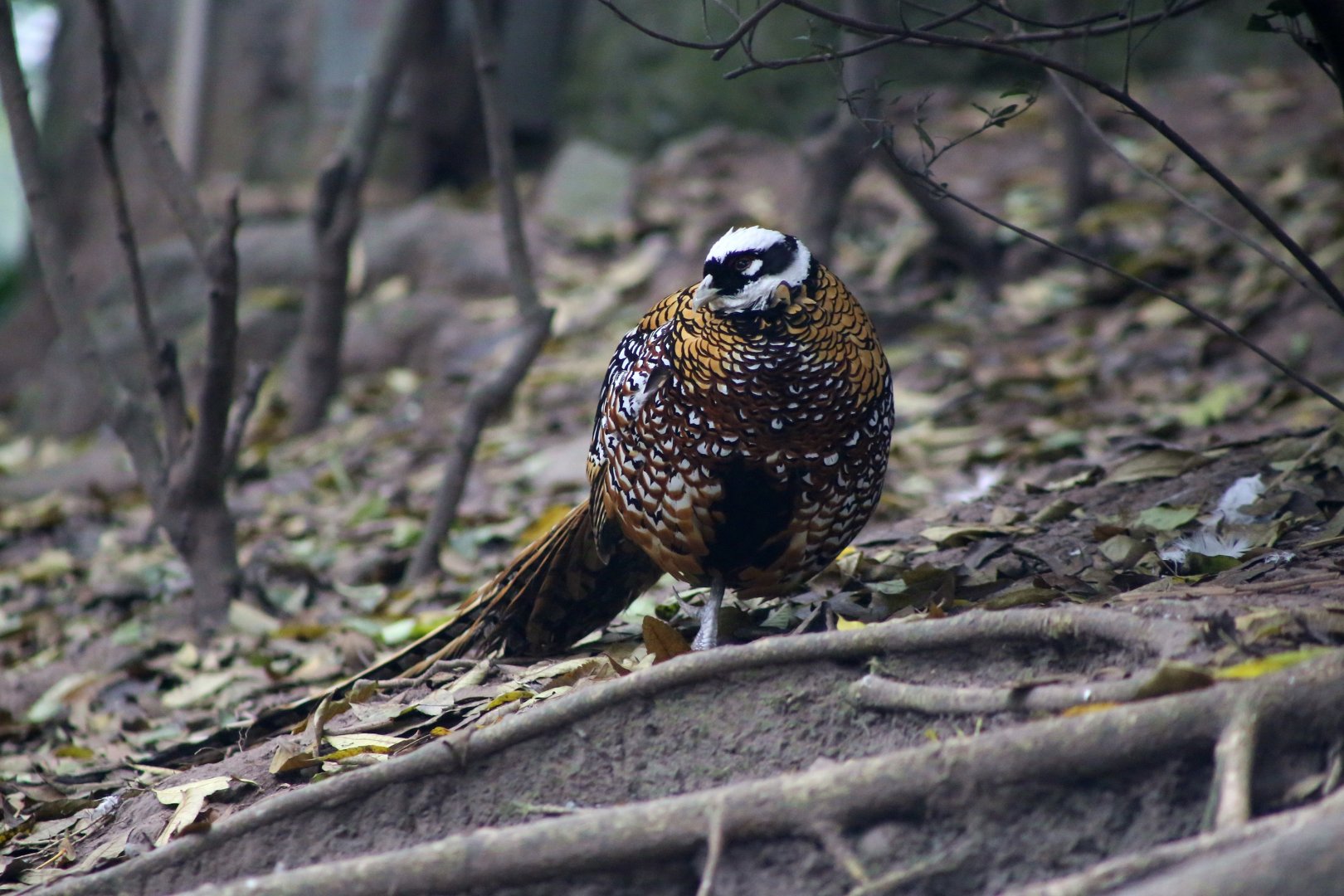 Reeves's Pheasant