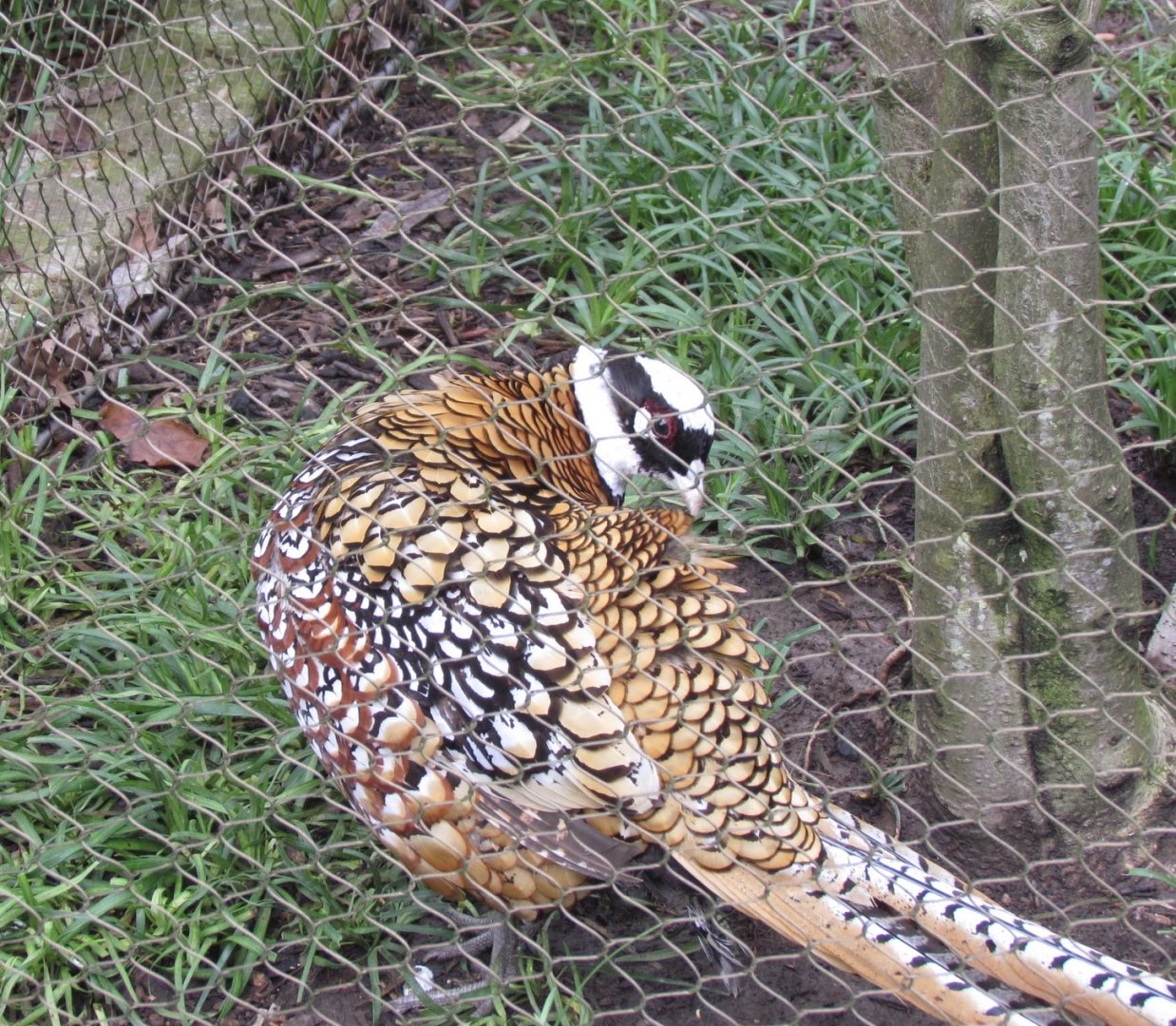Reeves’s Pheasant