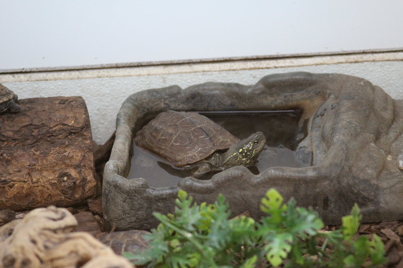 Reeves's Pond Turtle