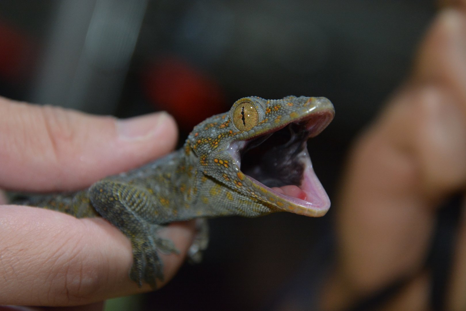 Reeves's tokay gecko (Gekko reevesii)