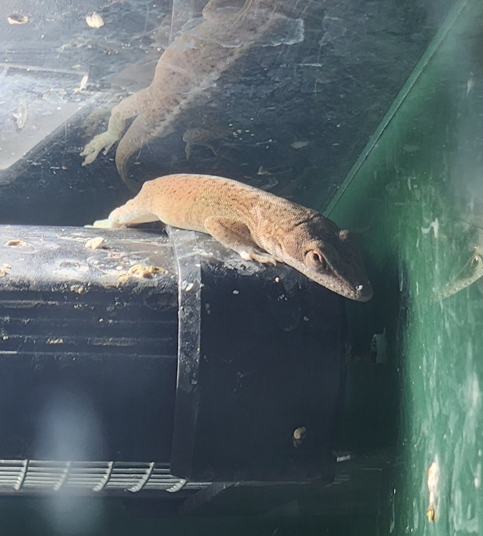 Reflection Riding - Anolis carolinensis