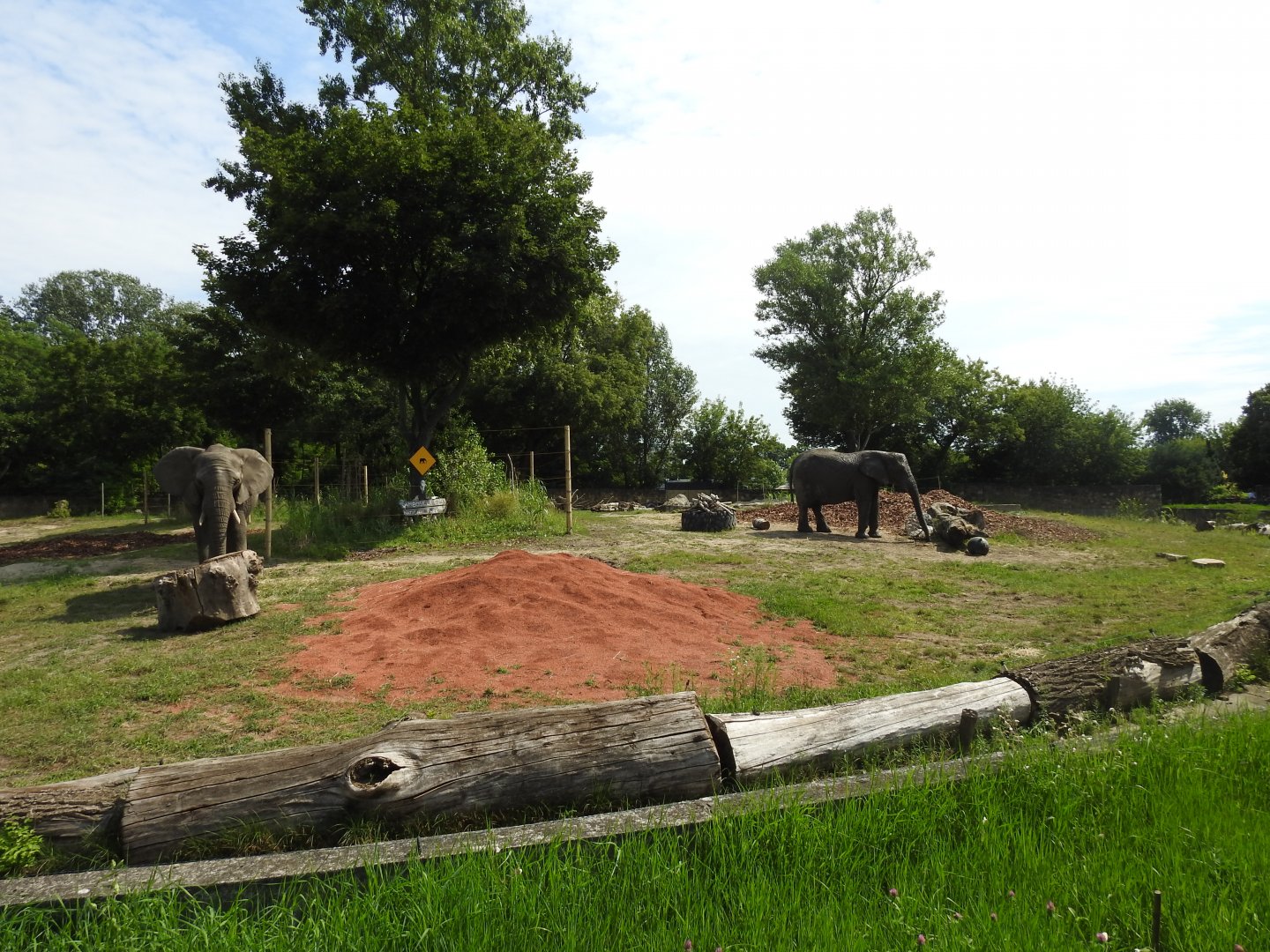 Refreshed outdoor enclourse for African elephants