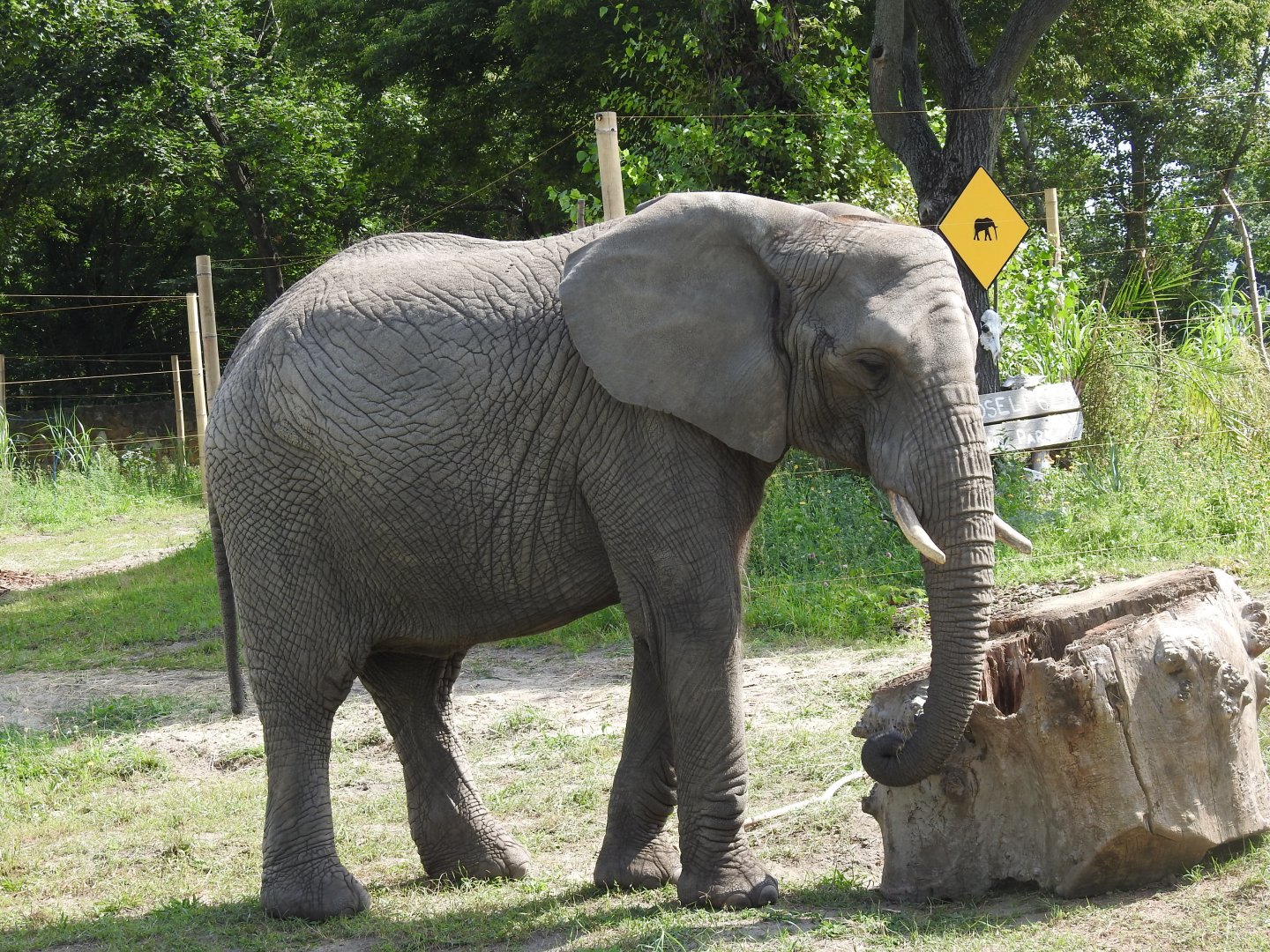 Refreshed outdoor enclourse for African elephants
