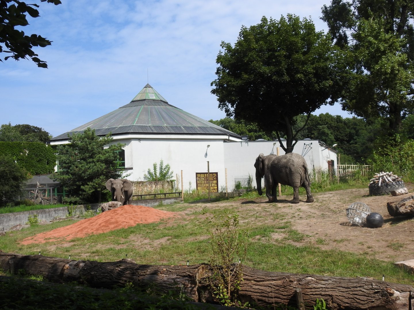 Refreshed outdoor enclourse for African elephants