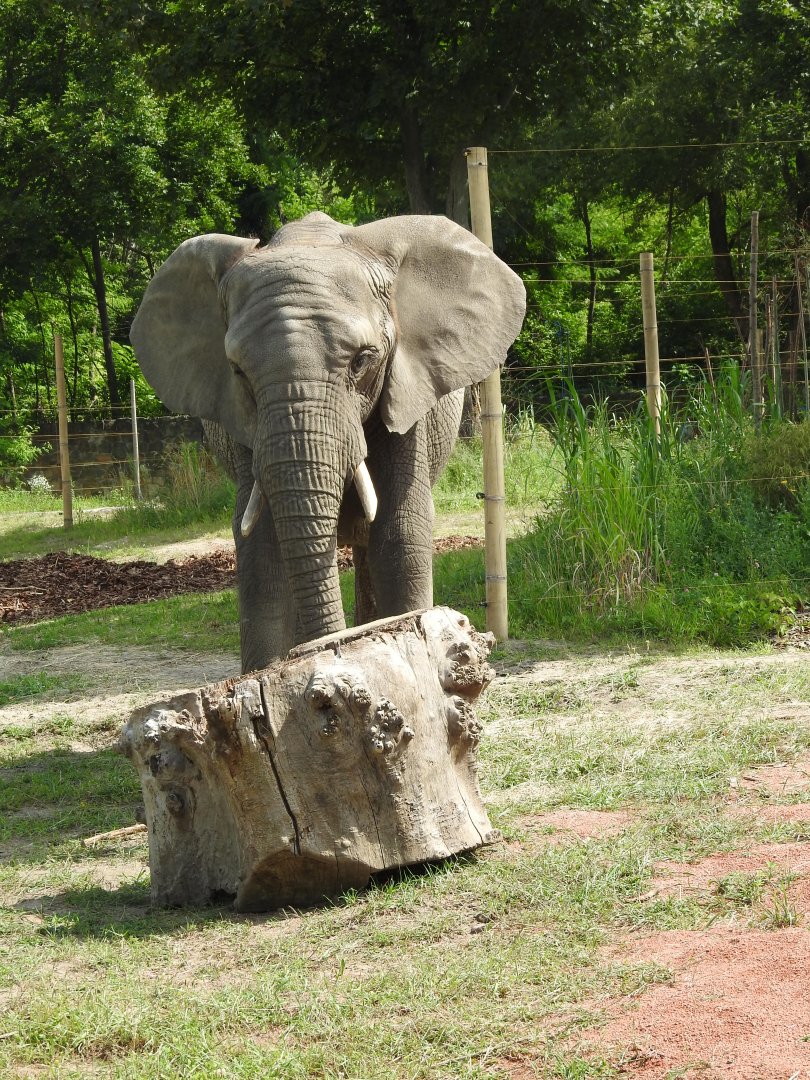 Refreshed outdoor enclourse for African elephants