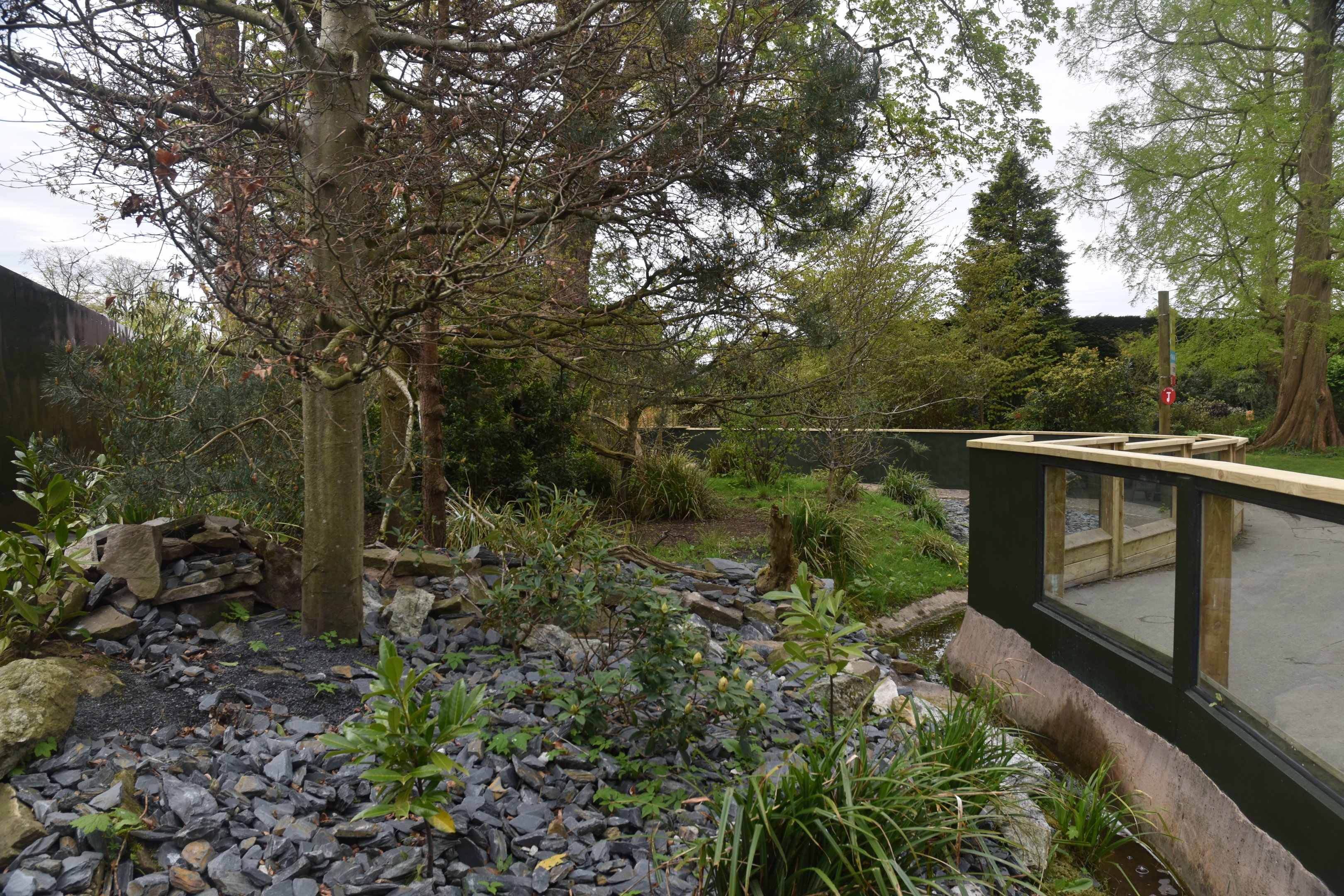 Refurbed Red Panda Enclosure at Chester, 18th April 2024