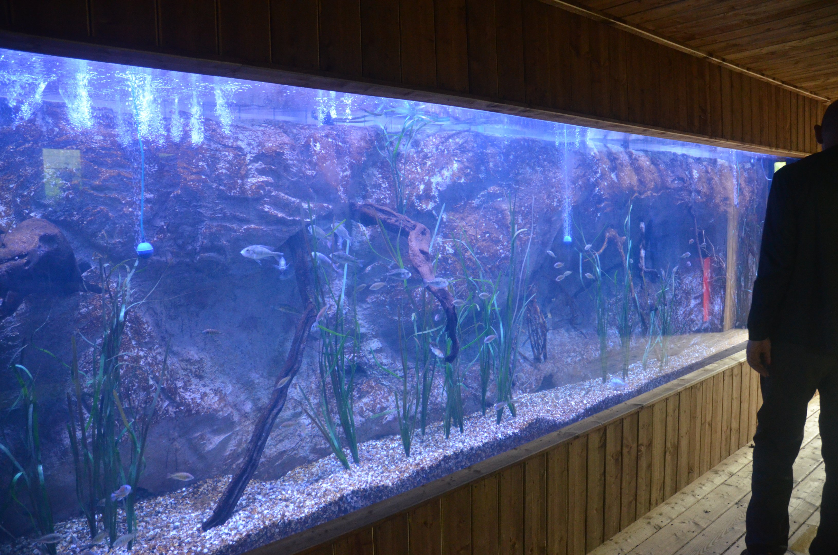 Refurbished African Aquarium at Colchester, 09/09/19