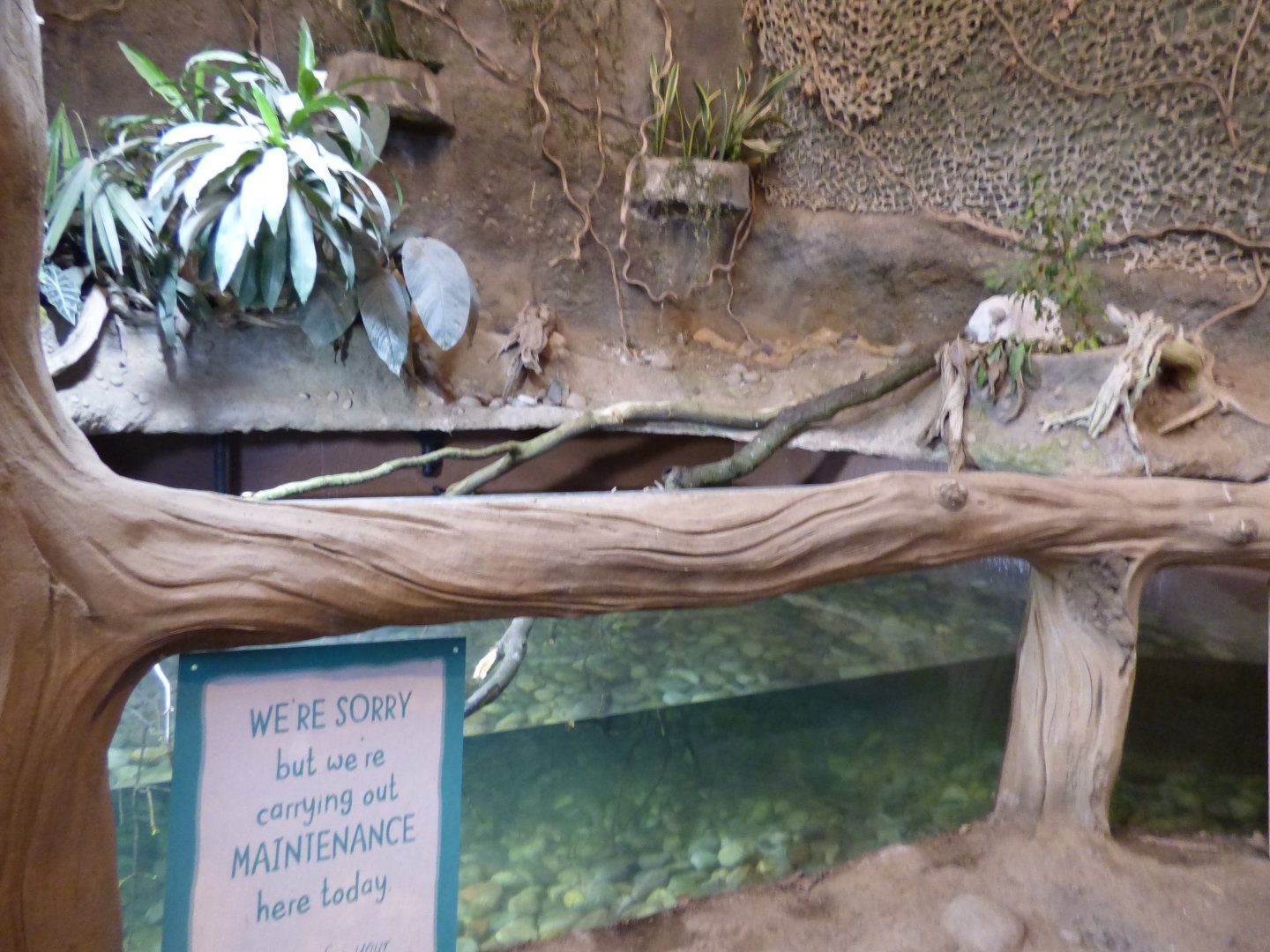 Refurbished aquarium in Elephant house