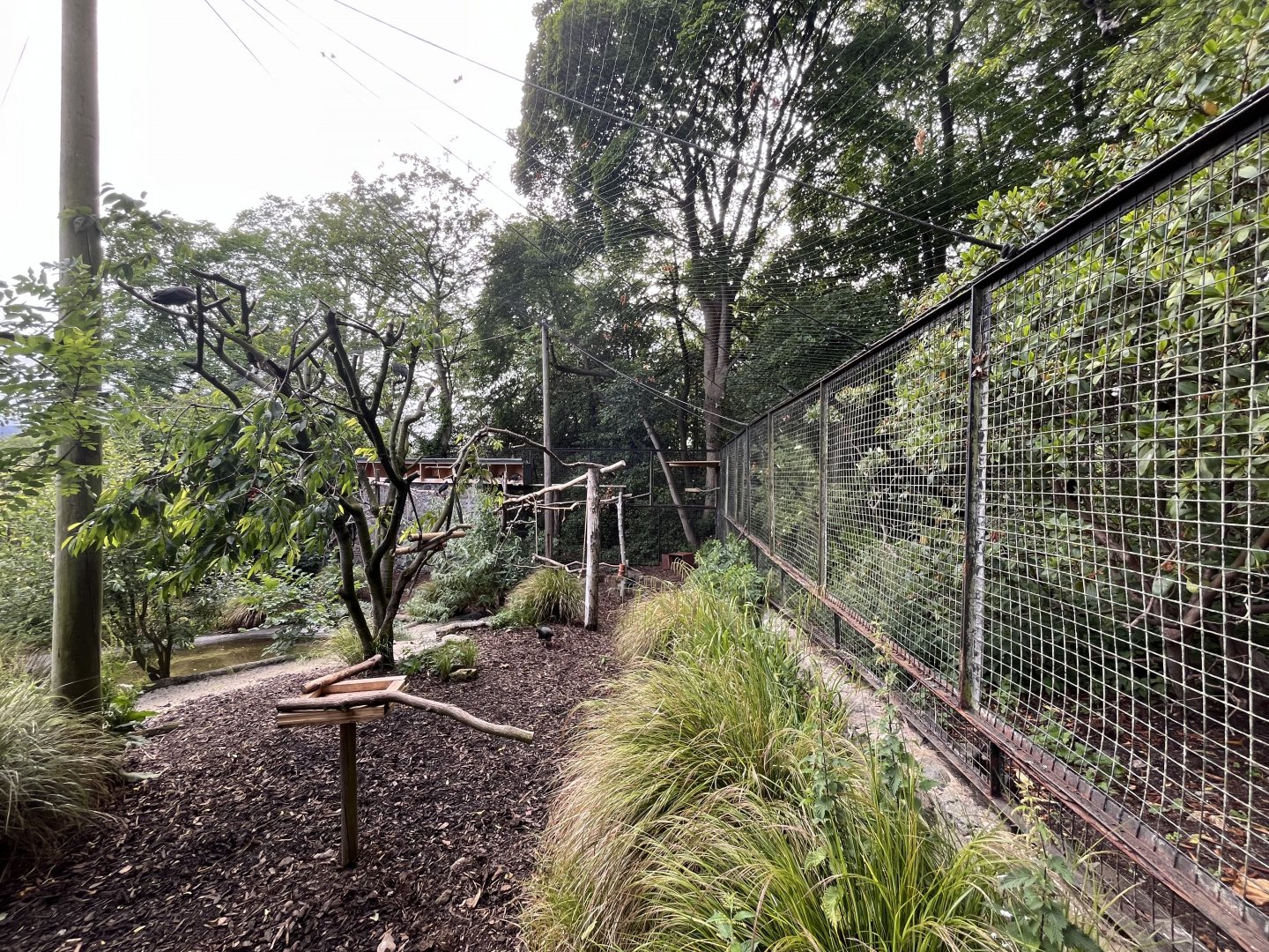 Refurbished Blackdrapp ibis aviary 22.6.25