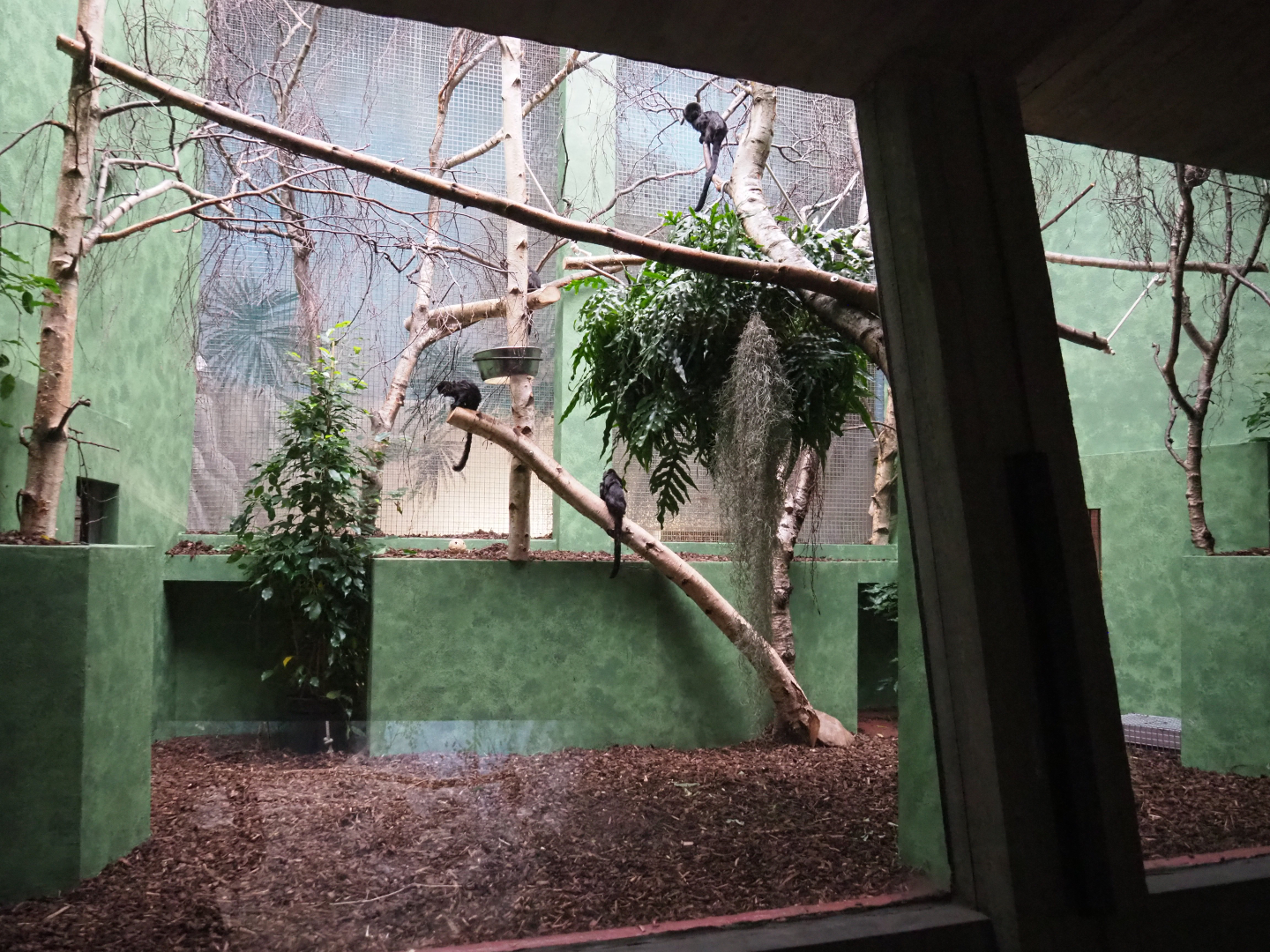 Refurbished Callitrichid exhibit - Goeldi's marmoset, 2020-05-24