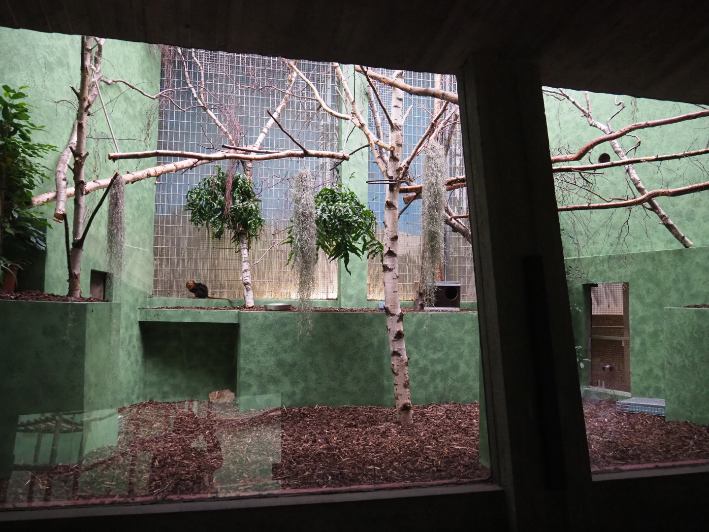 Refurbished Callitrichid exhibit - Golden-headed lion tamarin and Pygmy marmoset, 2020-05-24