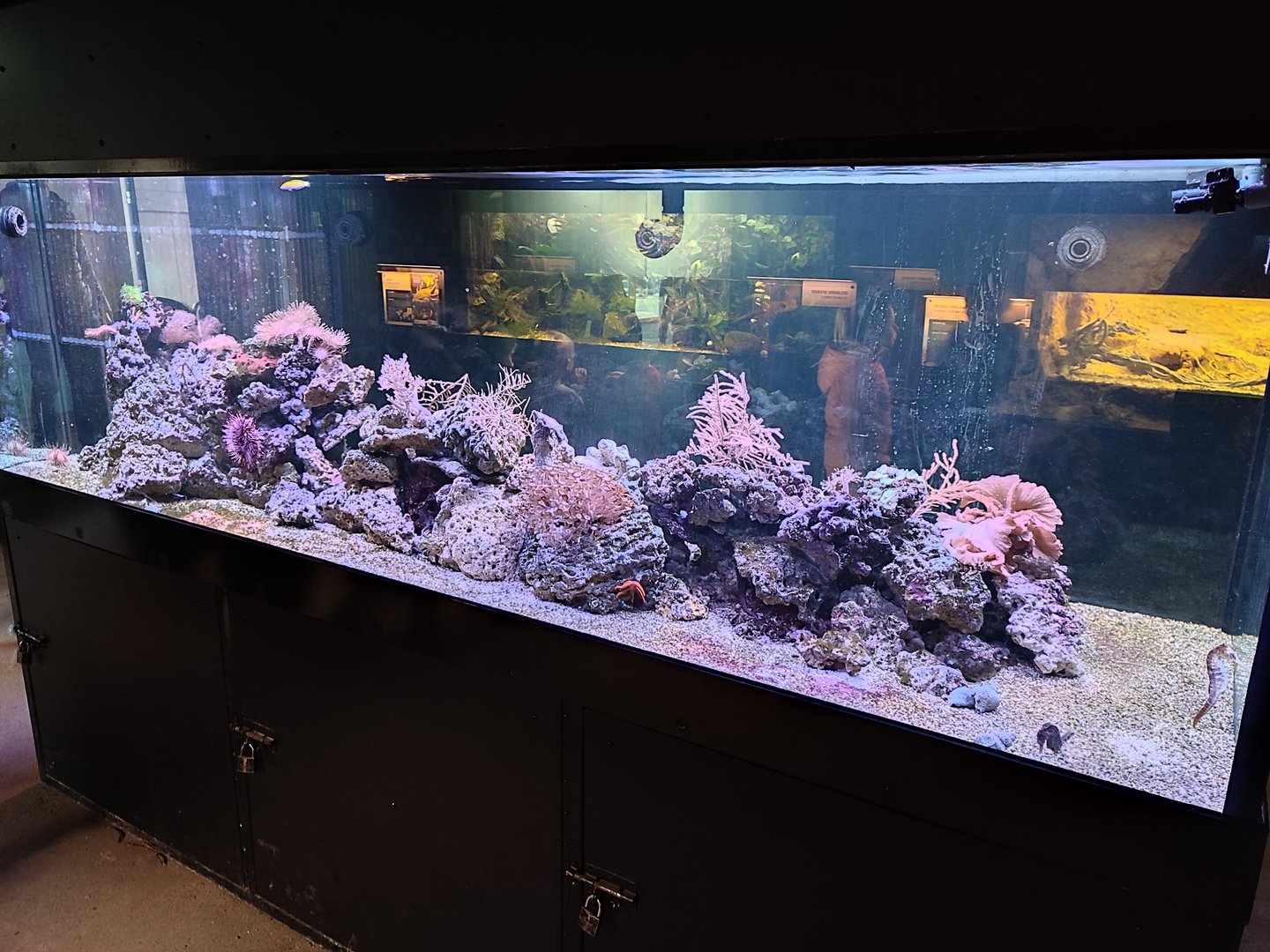 Refurbished Caribbean reef aquarium