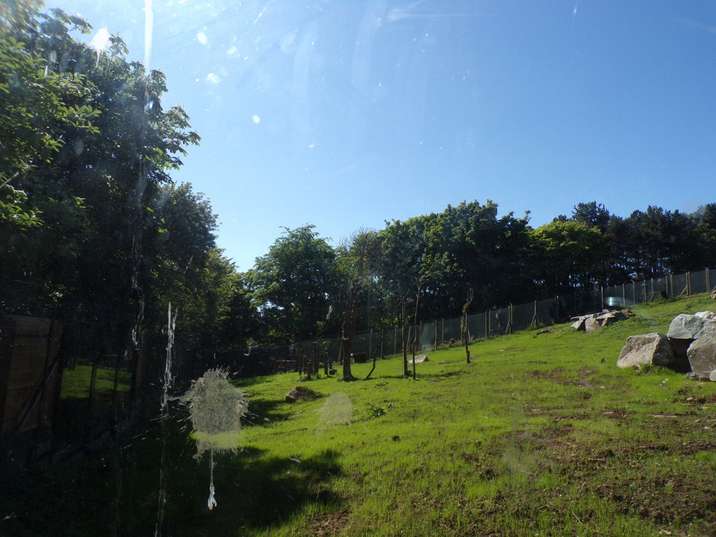 Refurbished gelada enclosure 20.5.24