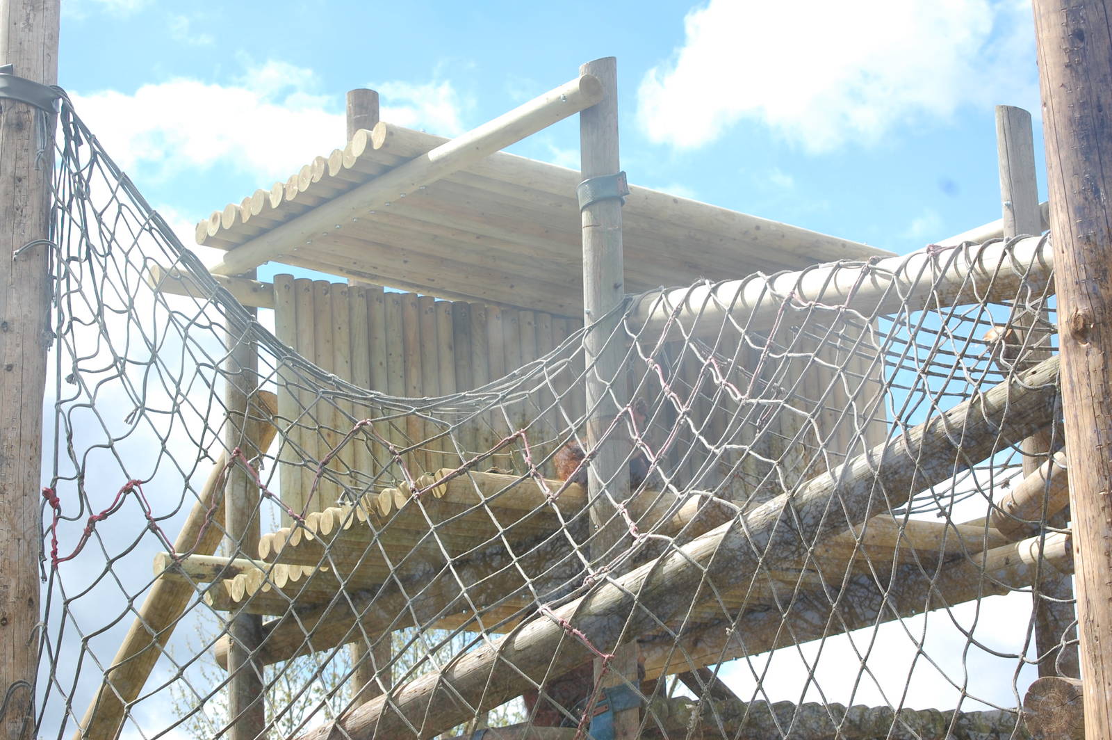 Refurbished Orangutan outside enclosure - 05/05/2013