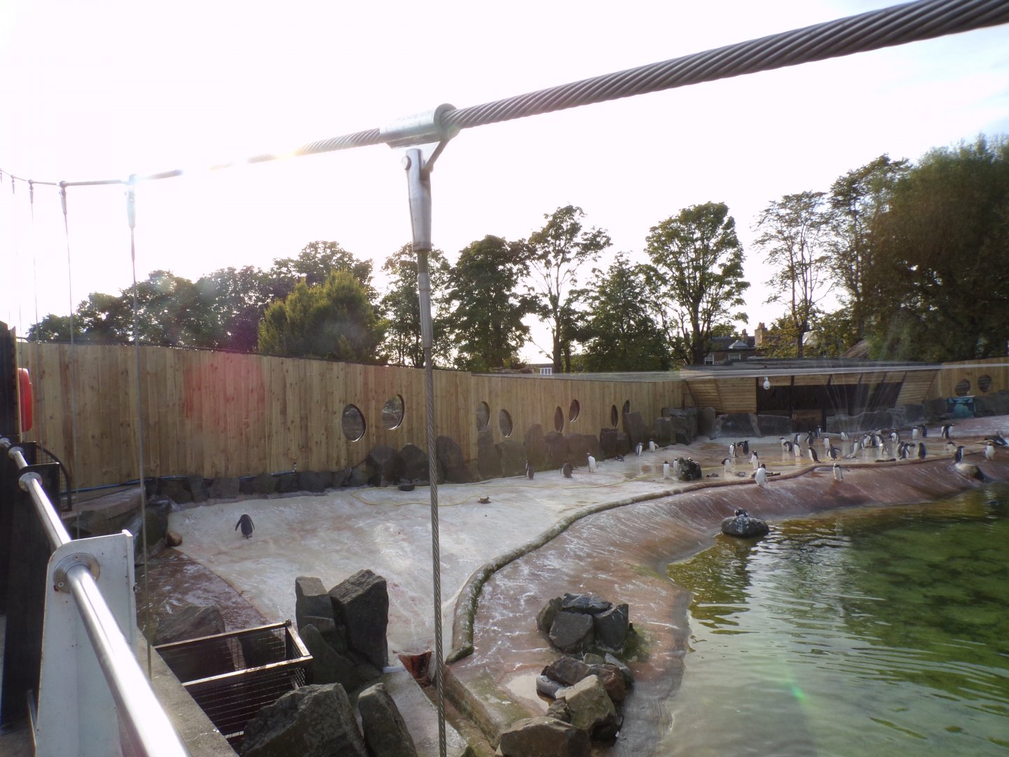 Refurbished penguin enclosure 16.9.24