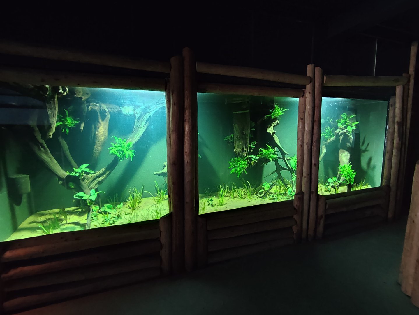 Refurbished piranha aquarium