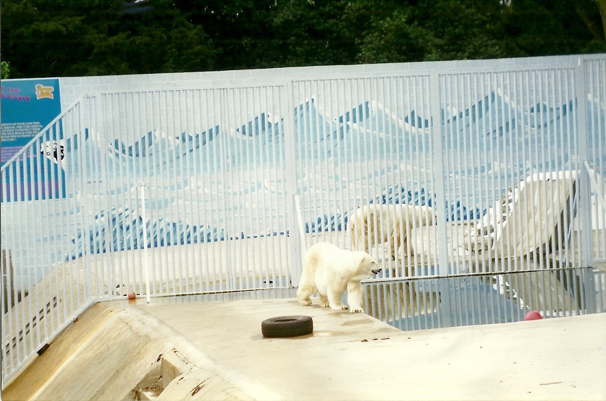 Refurbished Polar Bear exhibit 8th August 1998