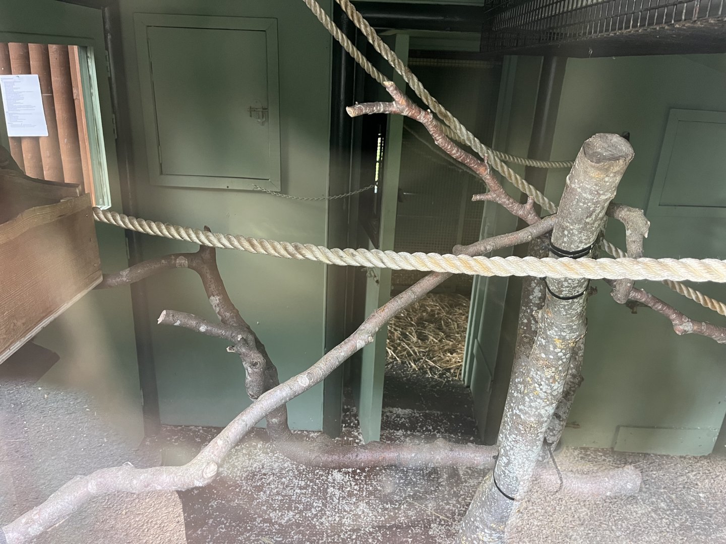 Refurbished red bellied lemur indoors 9.9.23