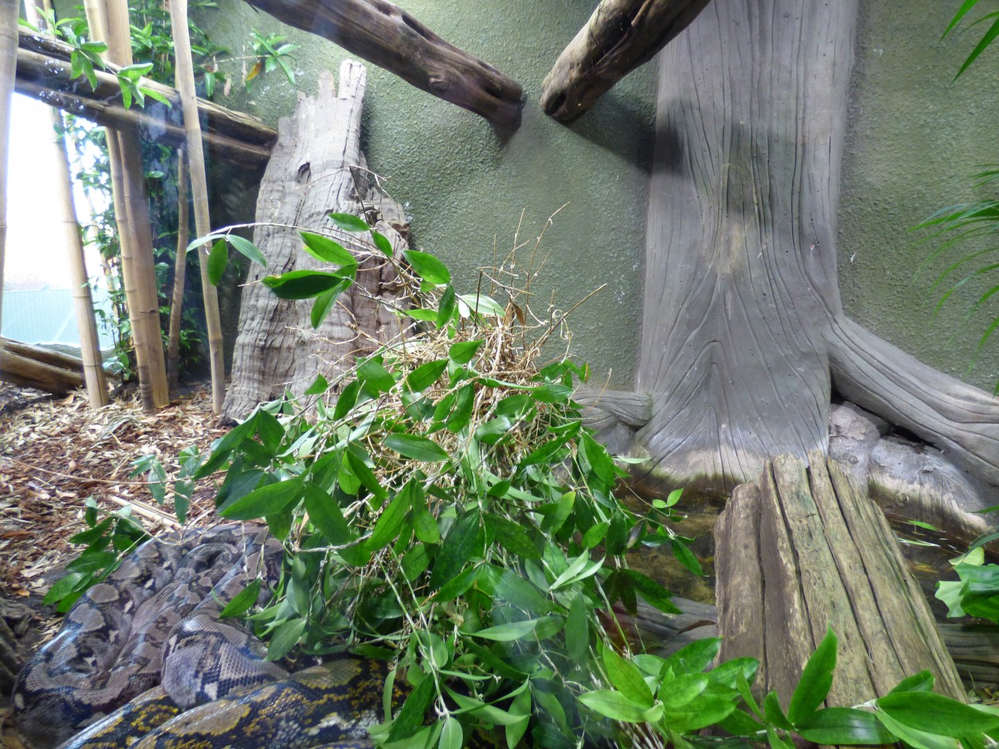 Refurbished Reticulated Python Exhibit