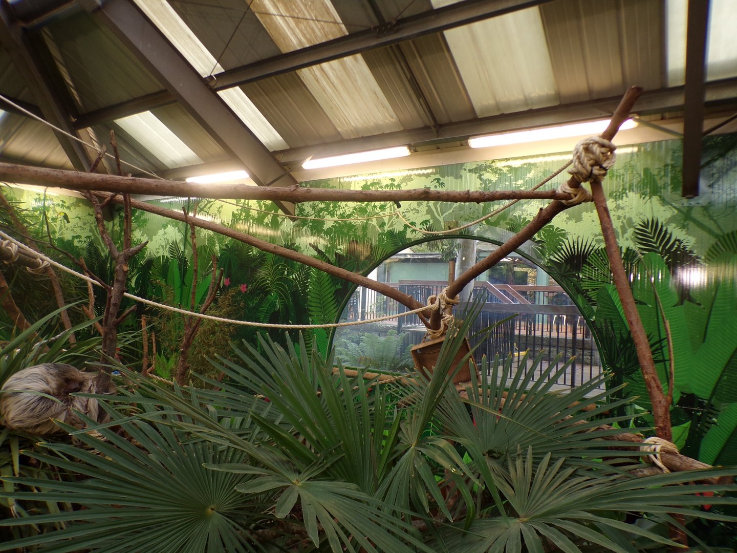 Refurbished sloth enclosure (6)