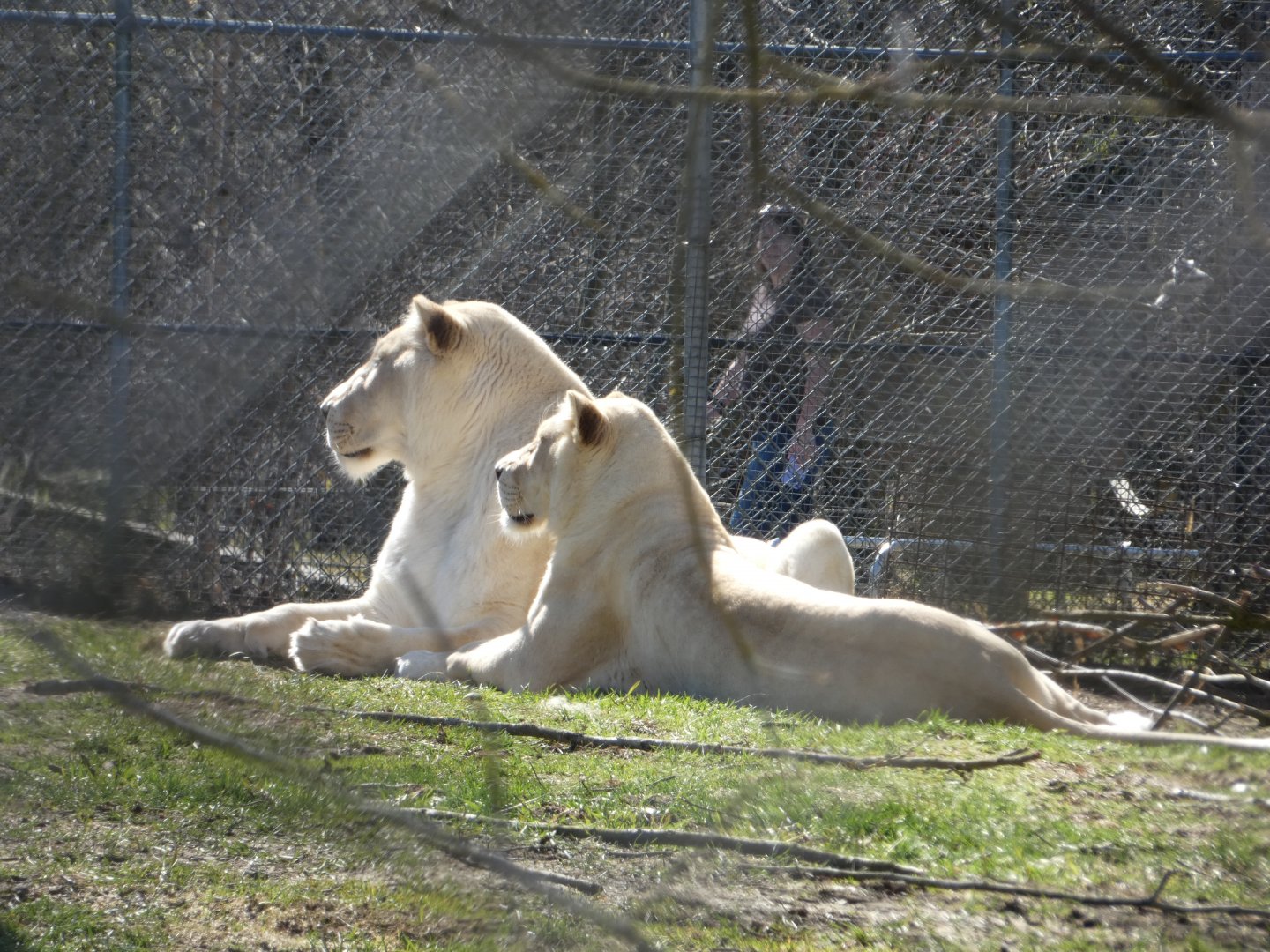 Regal (African lion)