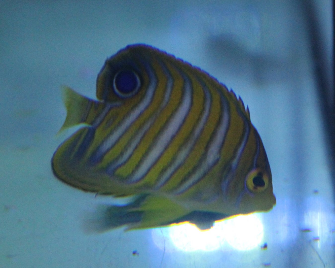 Regal angel - Pygoplites diacanthus