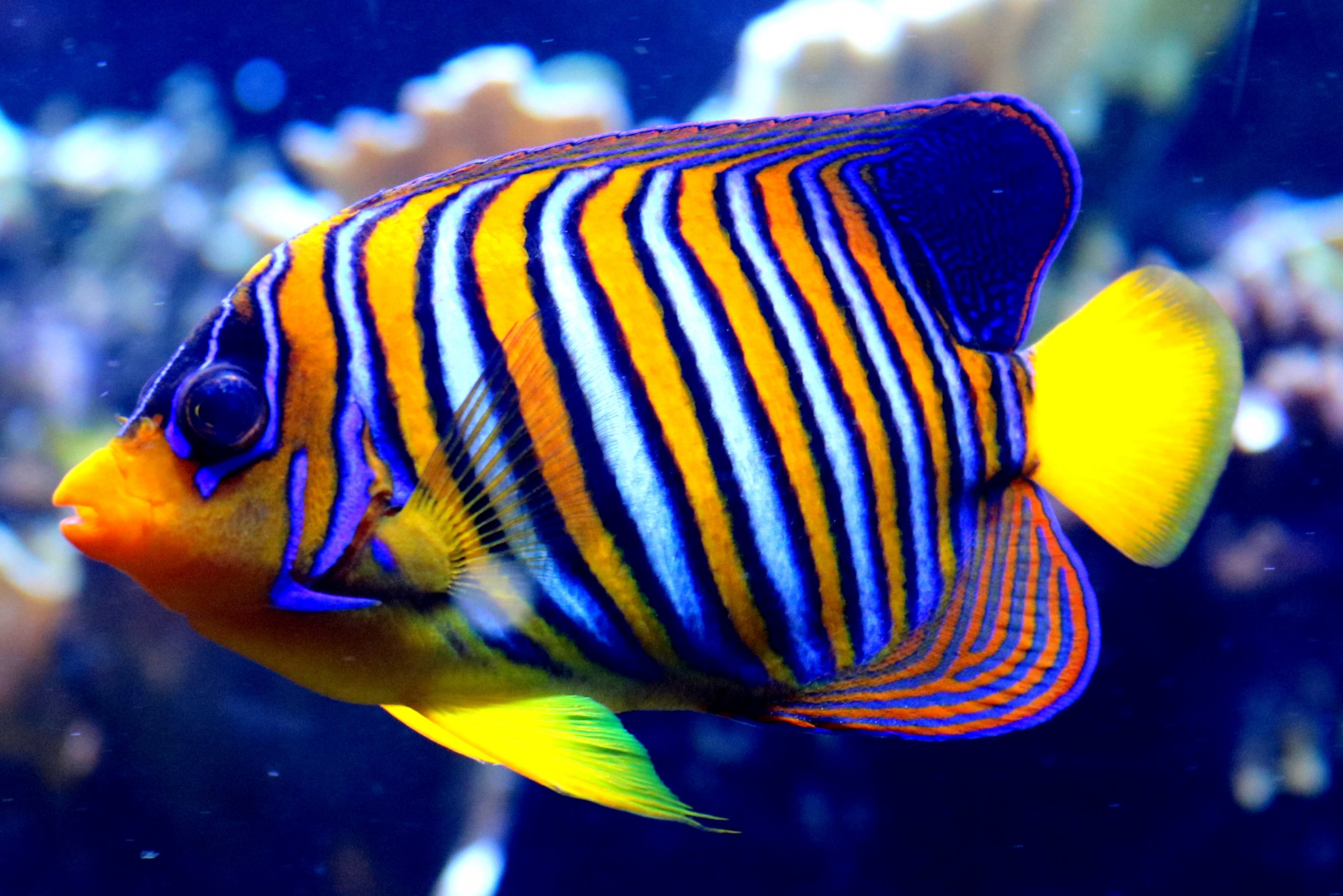 Regal angelfish; London Zoo; 22nd October 2019