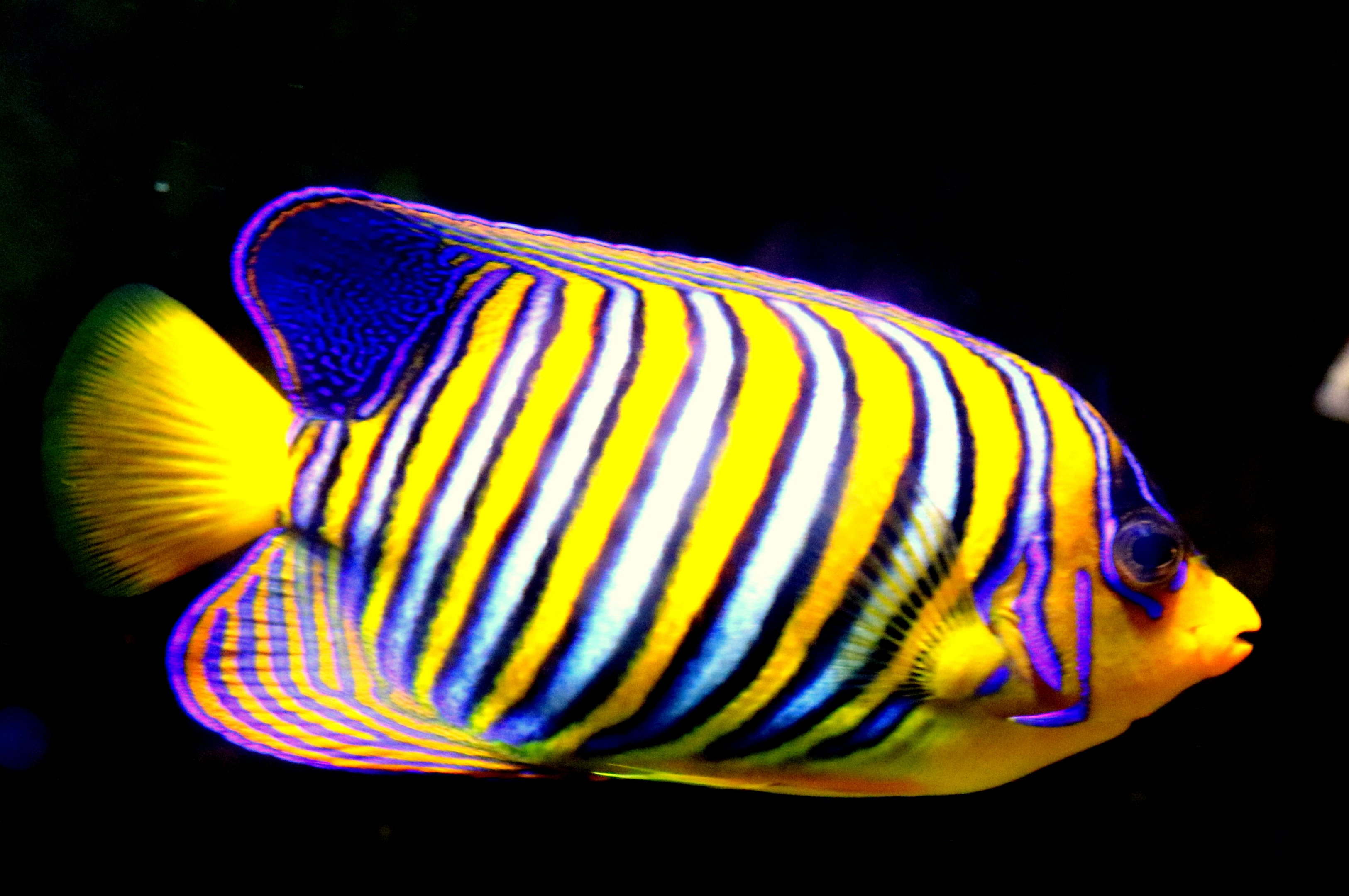 Regal angelfish; London Zoo; 27th August 2018
